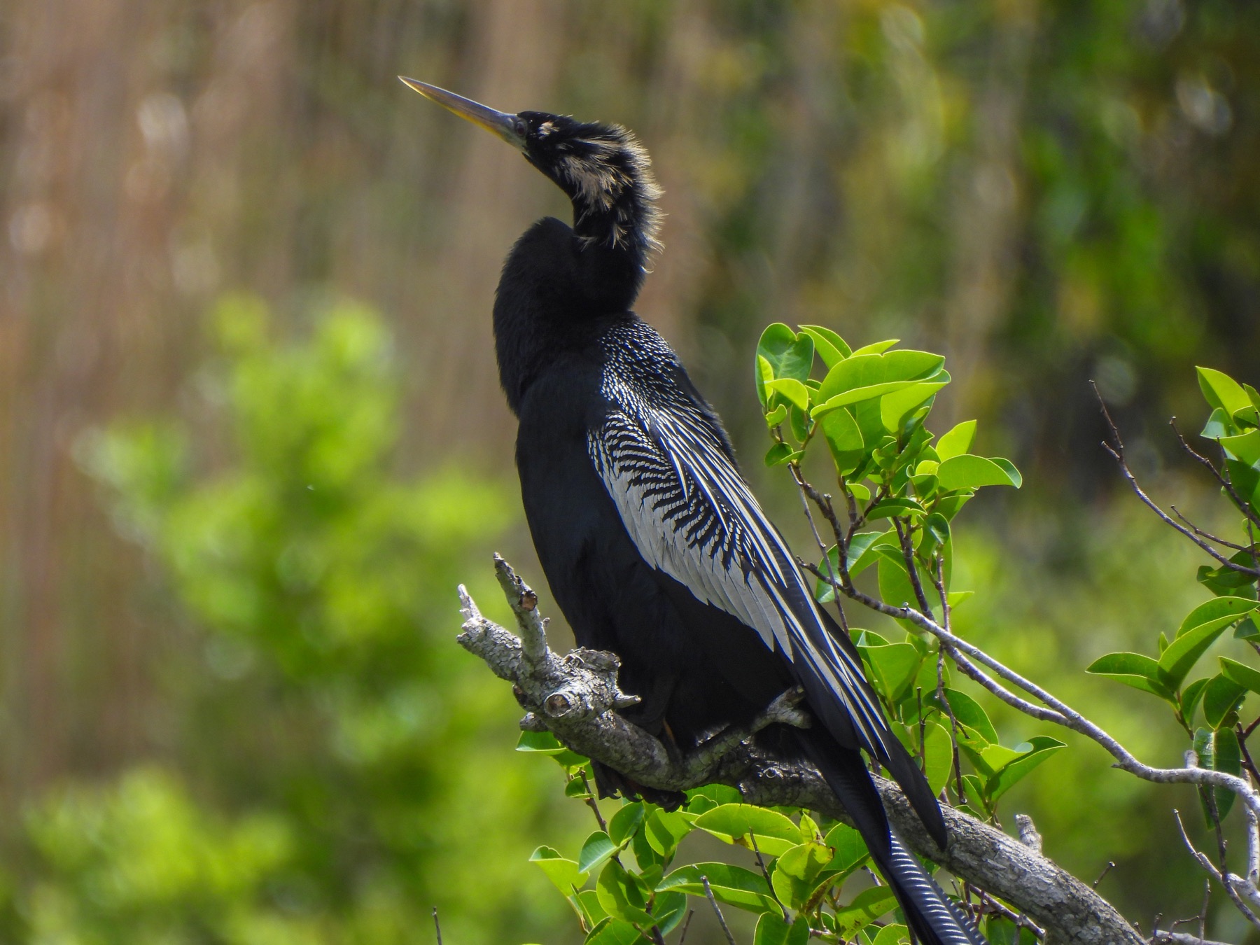 Anhinga (Anhinga anhinga)