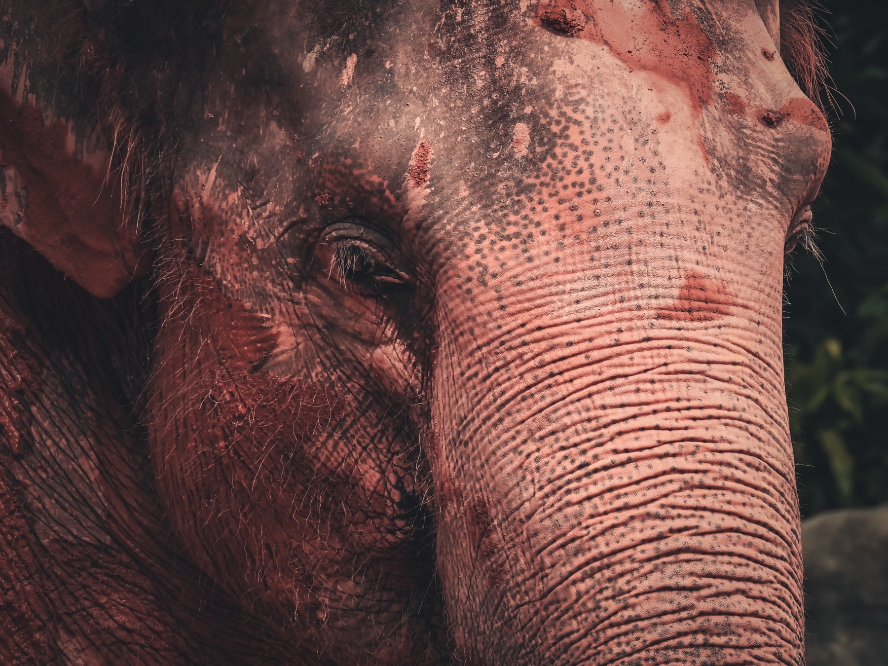 Asian elephant (Elephas maximus)