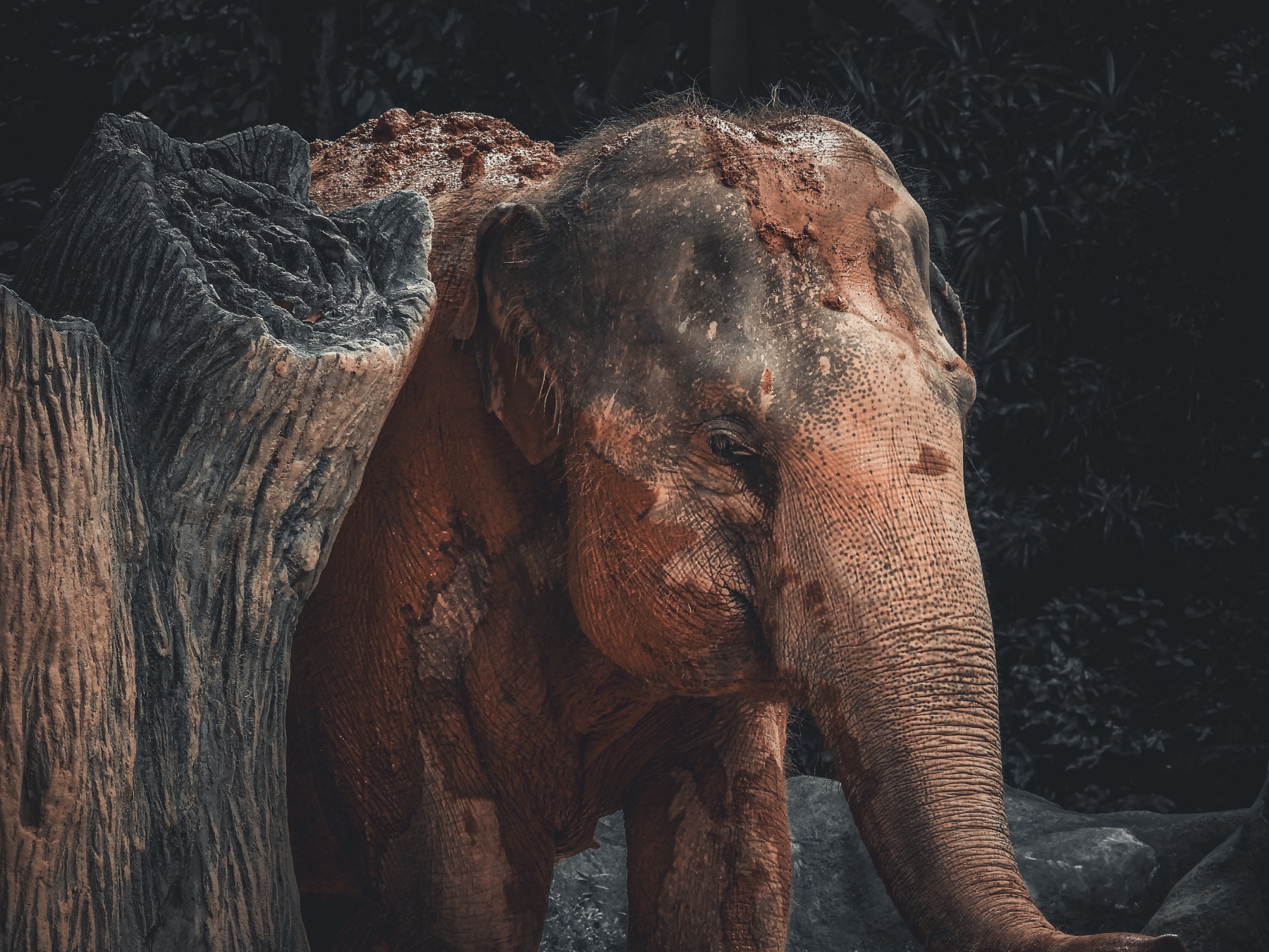 Asian elephant (Elephas maximus)