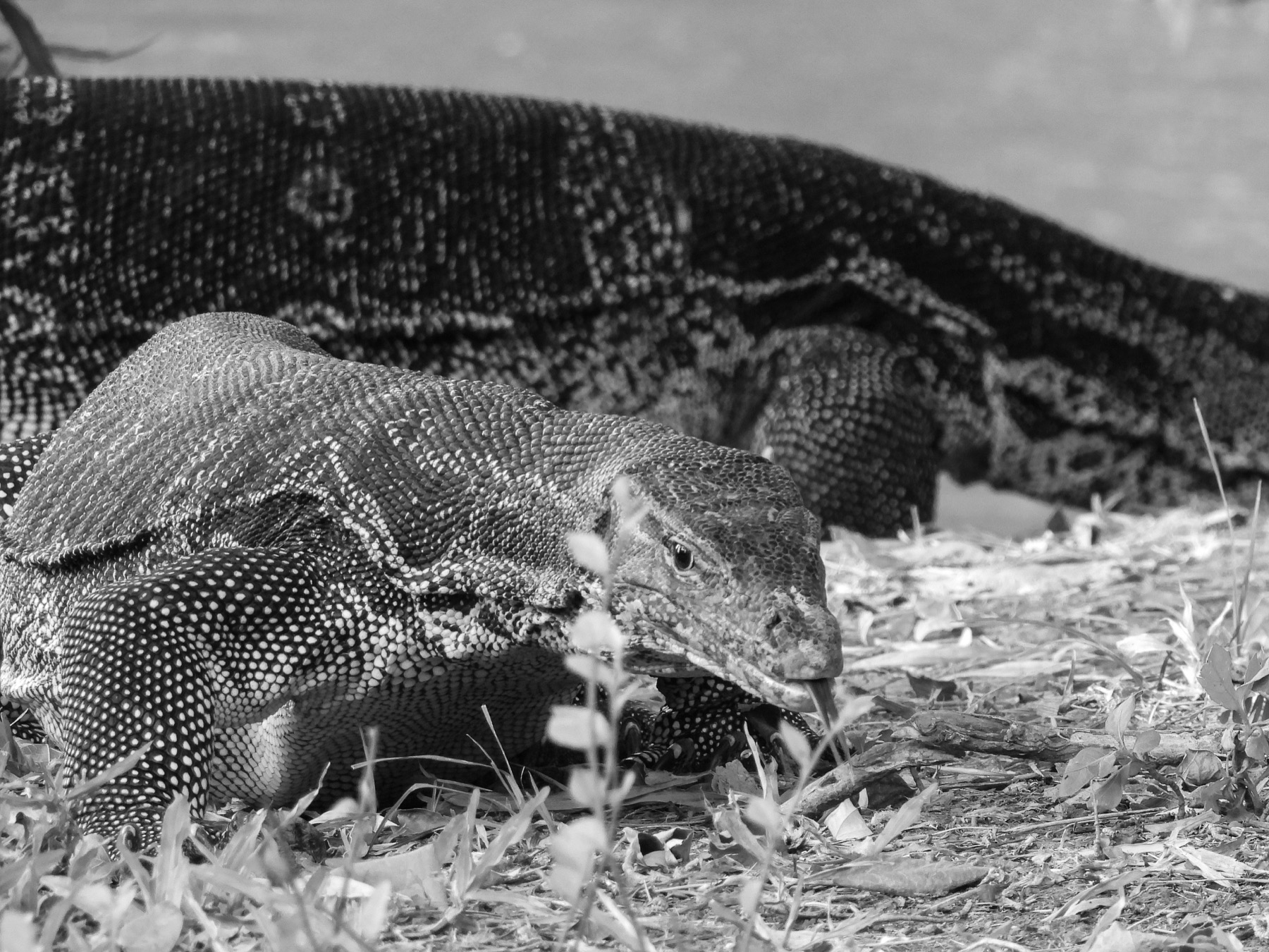 Asian water monitor (Varanus salvator)