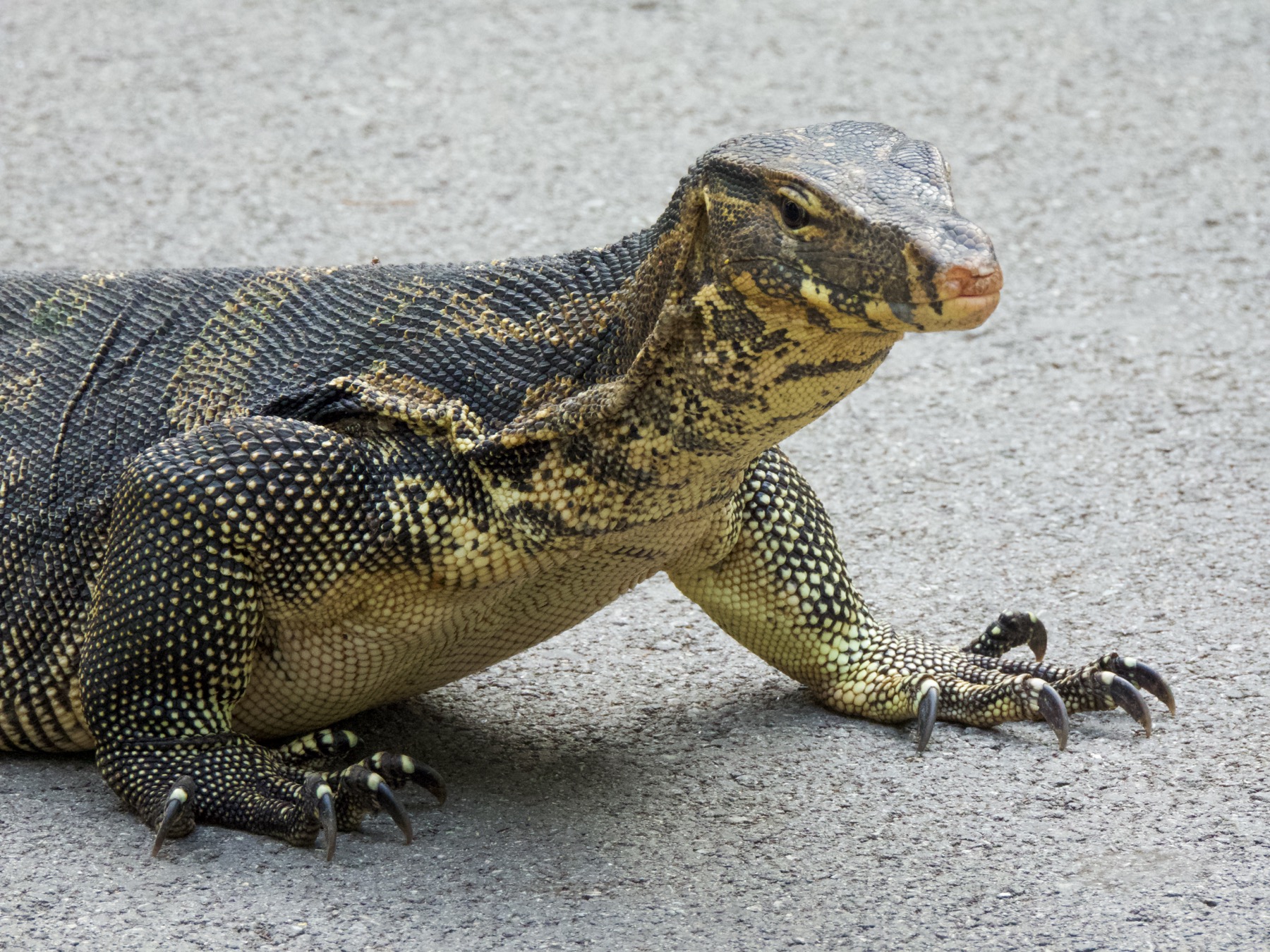 Asian water monitor (Varanus salvator)