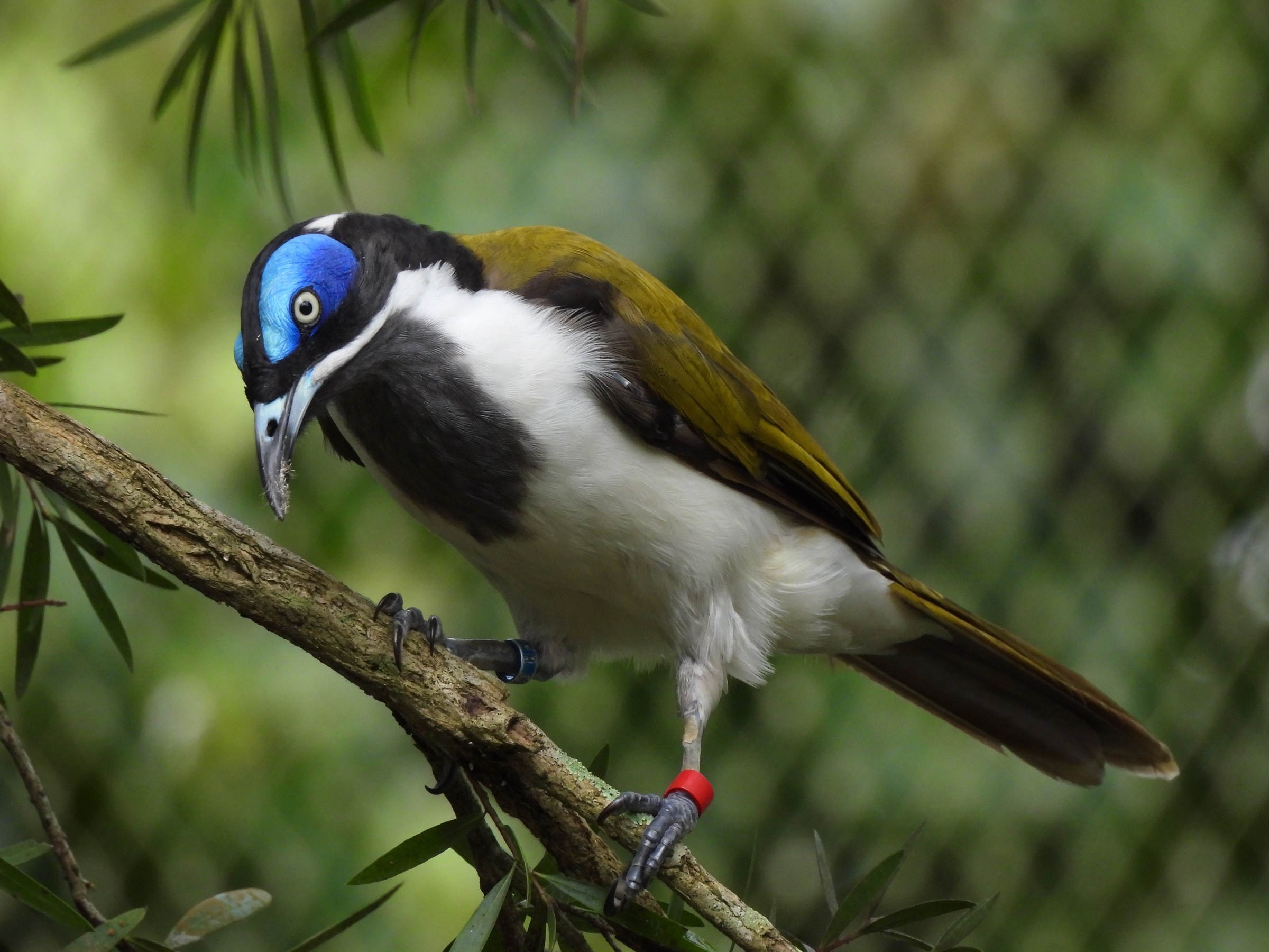 Blue-faced honeyeater (Entomyzon cyanotis)