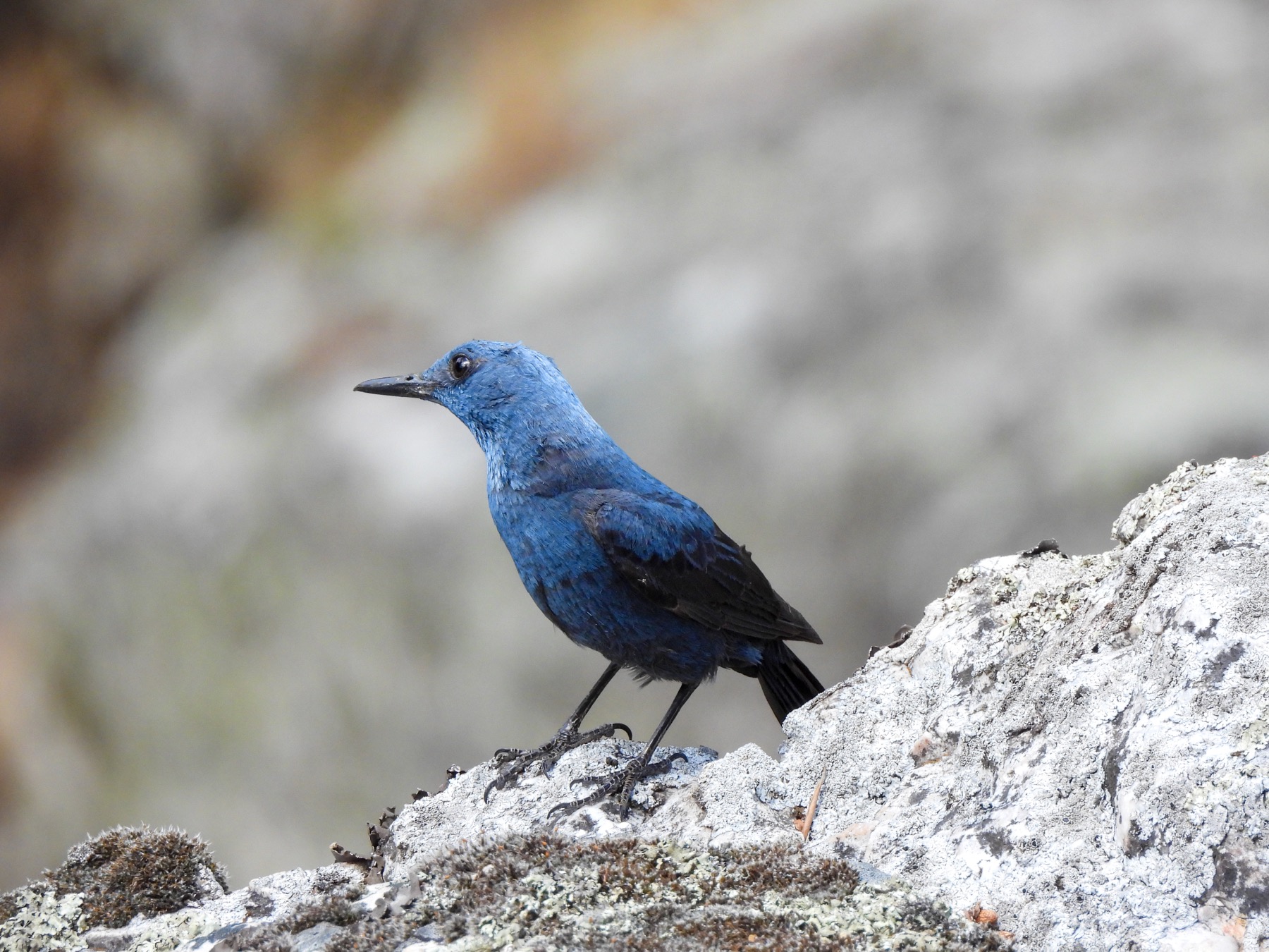 Blue rock thrush (Monticola solitarius)