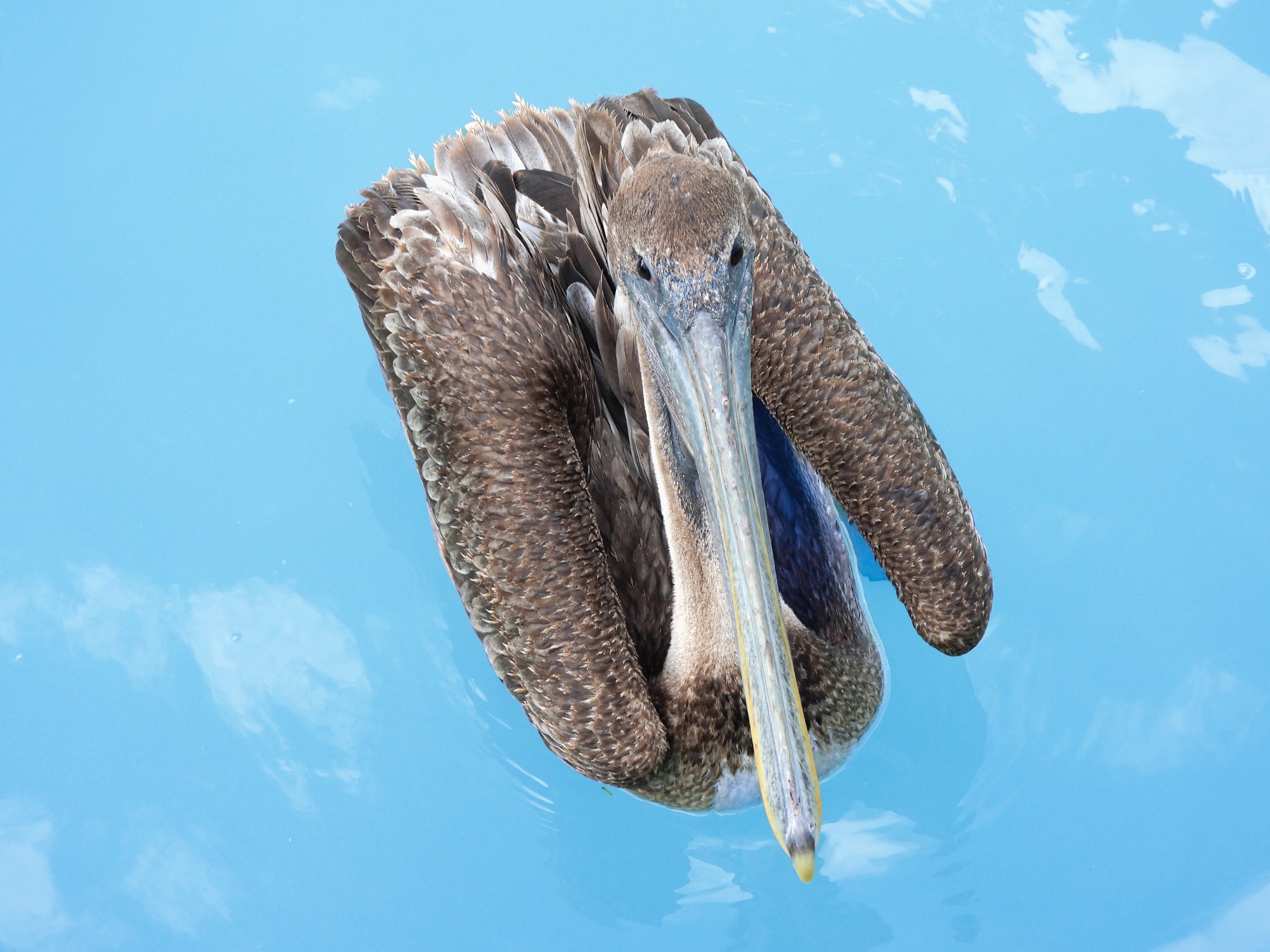 Brown pelican (Pelecanus occidentalis)