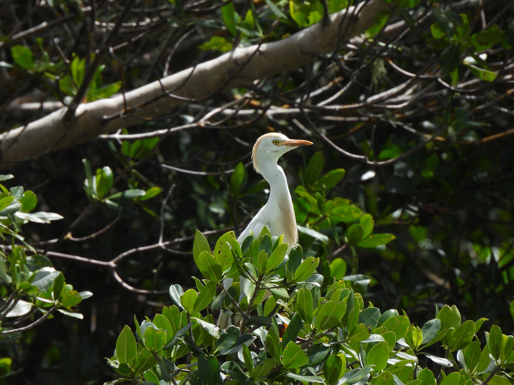 Cattle egret (Bubulcus ibis)