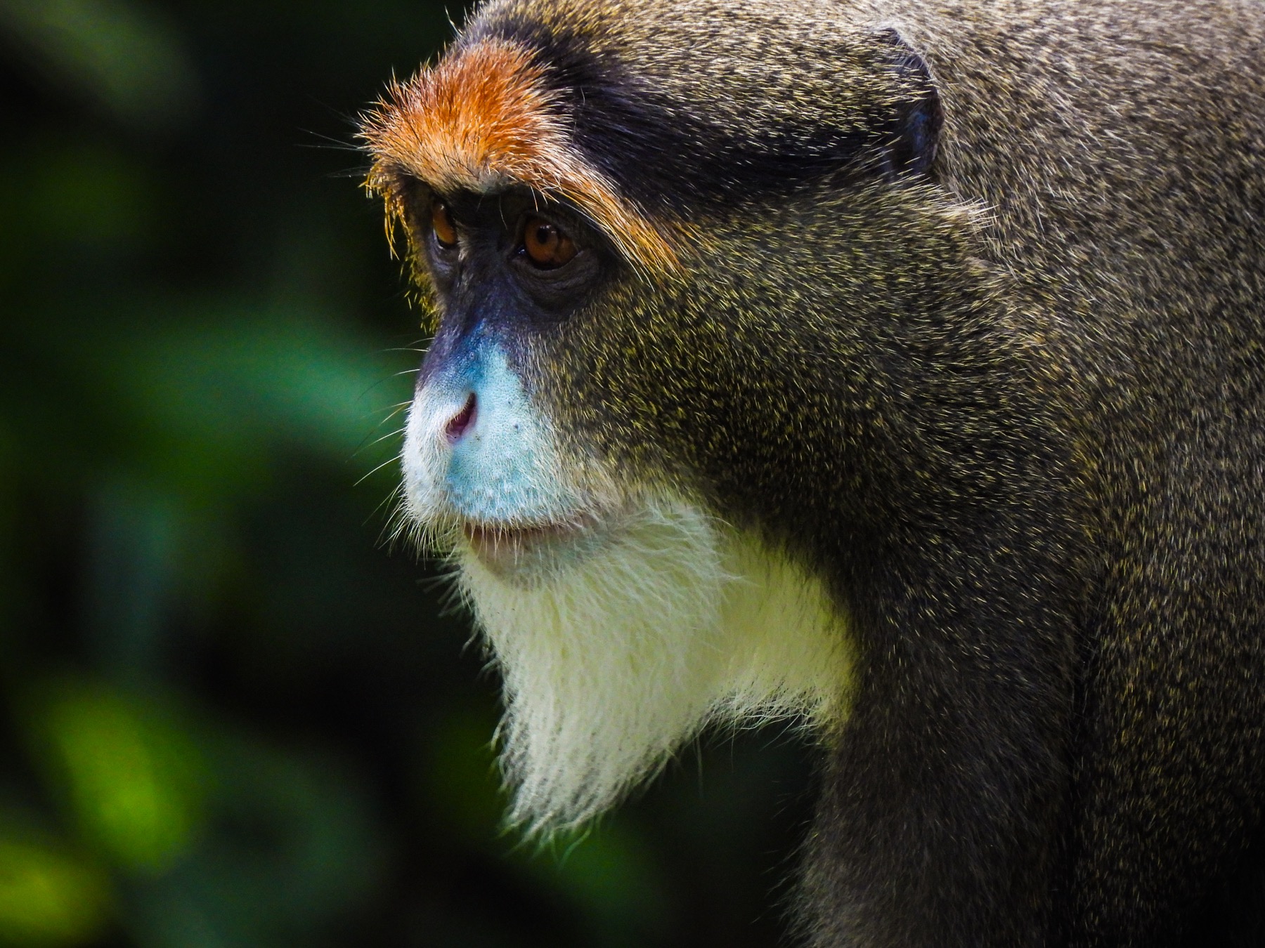 De Brazza's monkey in profile against a dark green background