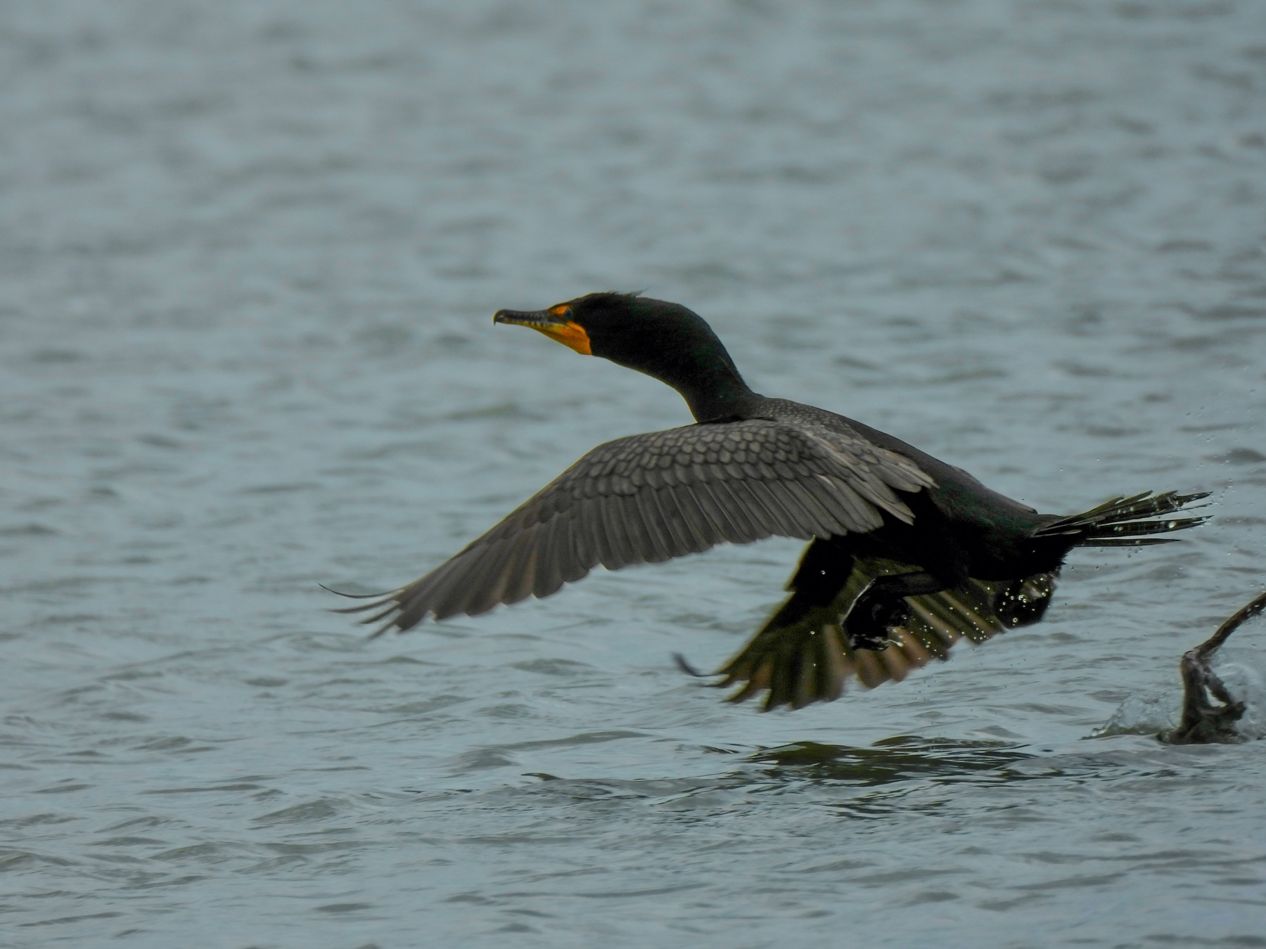 Double-crested cormorant (Nannopterum auritum)