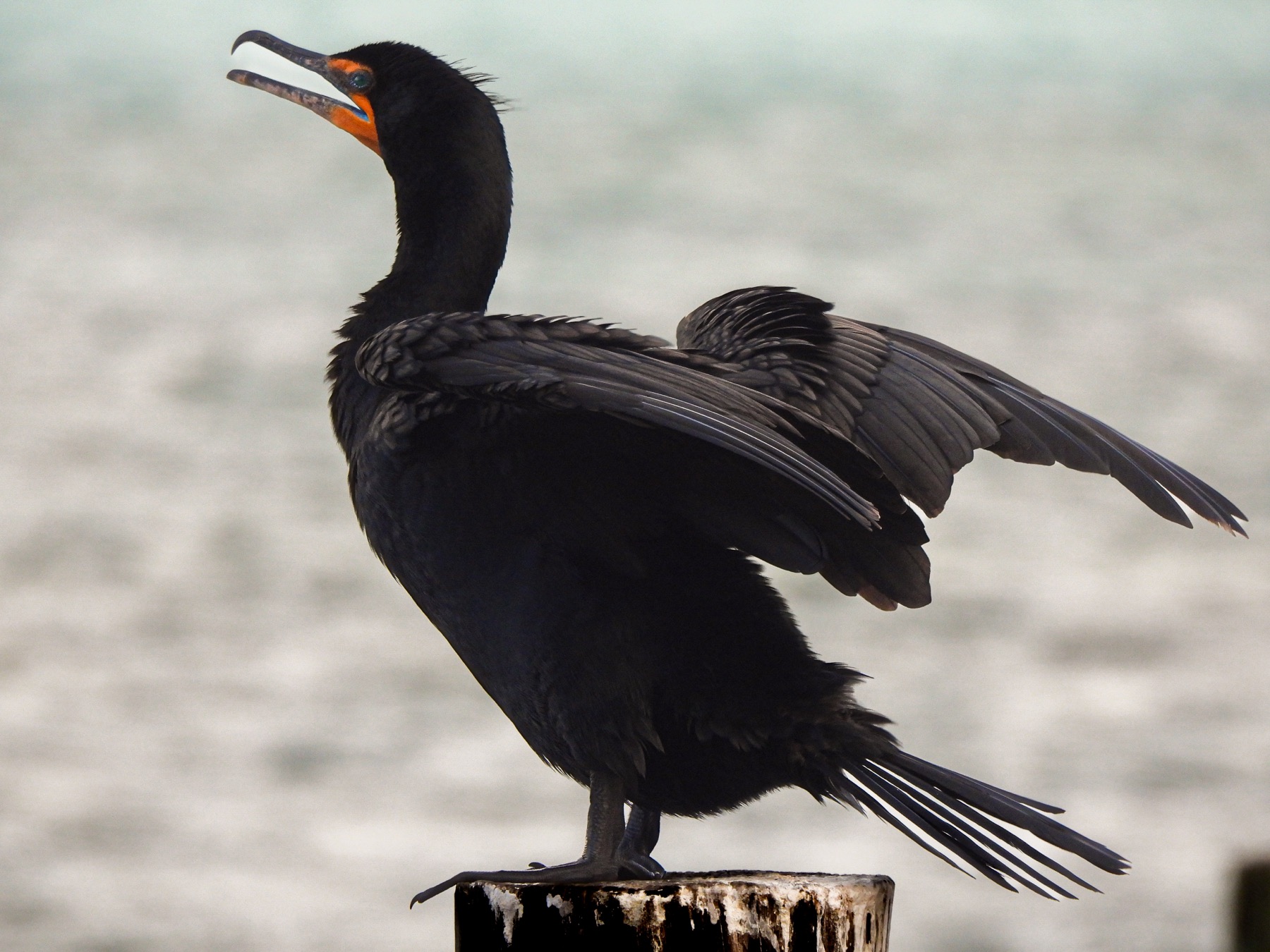 Double-crested cormorant (Nannopterum auritum)