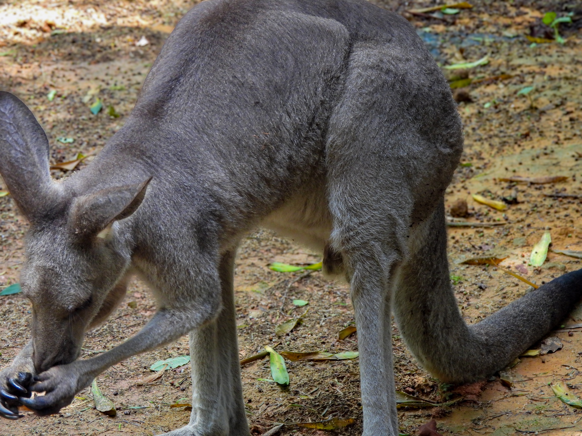 Eastern grey kangaroo (Macropus giganteus)
