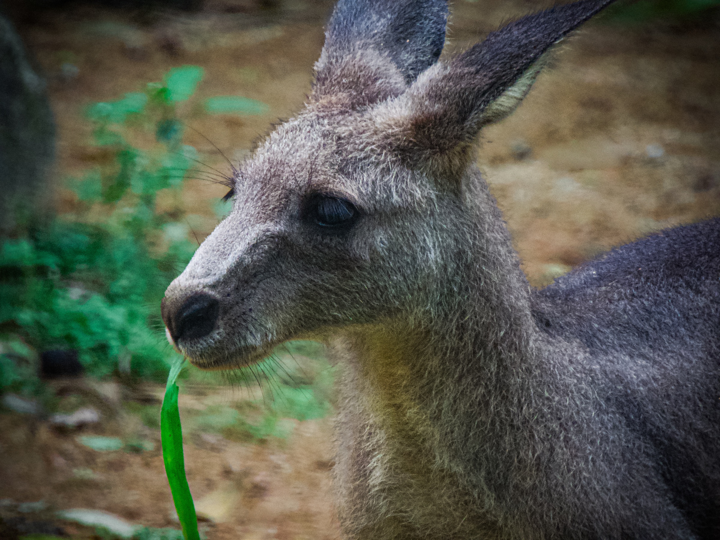 Eastern grey kangaroo (Macropus giganteus)