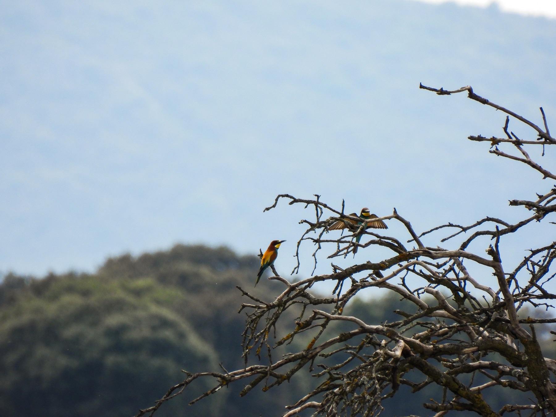 European bee-eater (Merops apiaster)