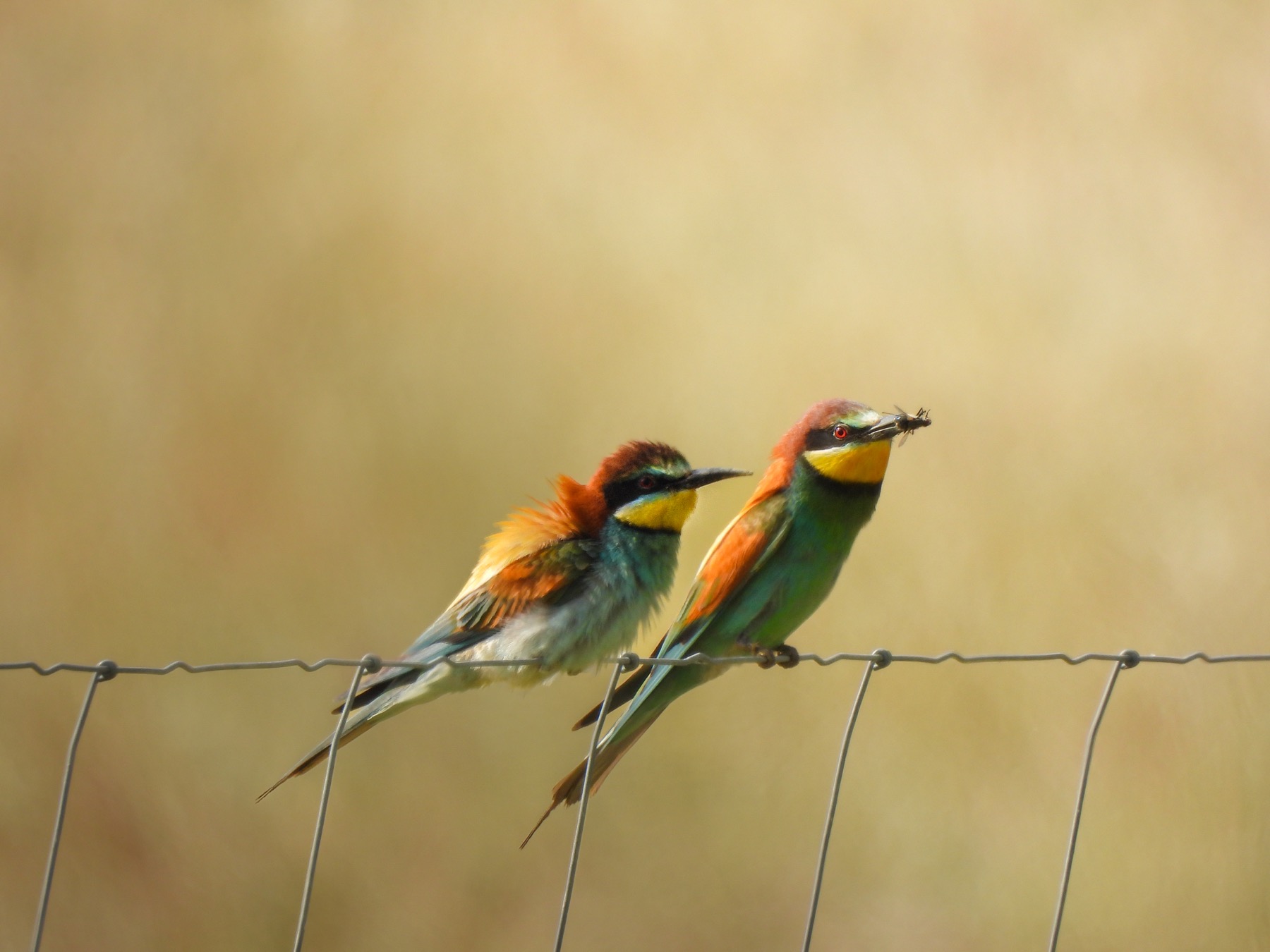 European bee-eater (Merops apiaster)