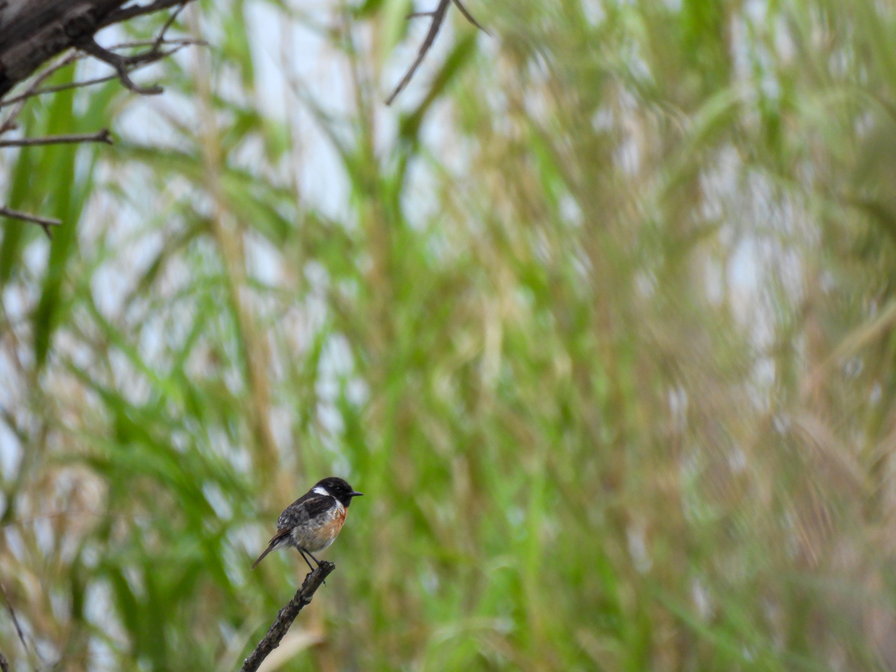 European stonechat (Saxicola rubicola)
