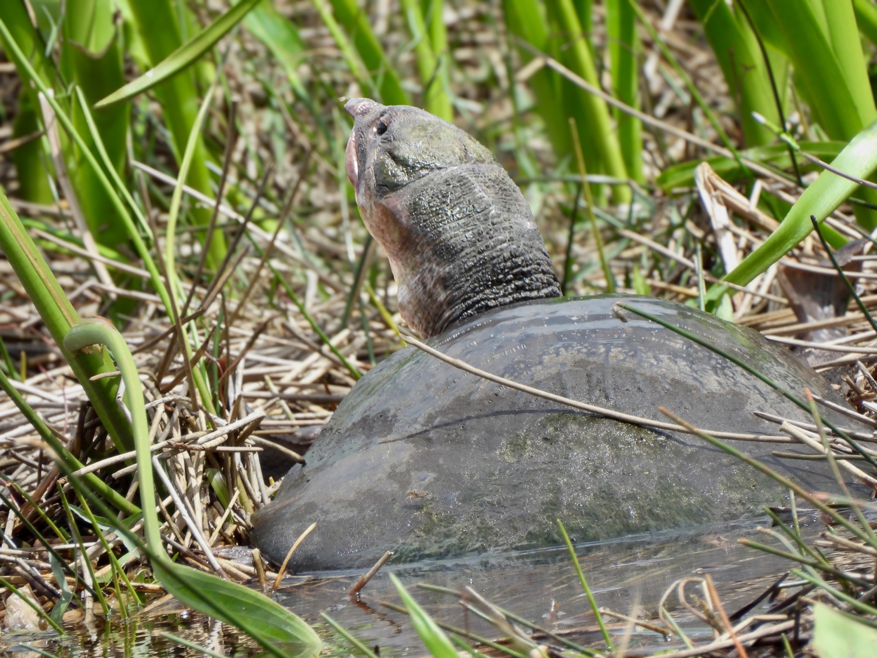 Florida softshell turtle (Apalone ferox)