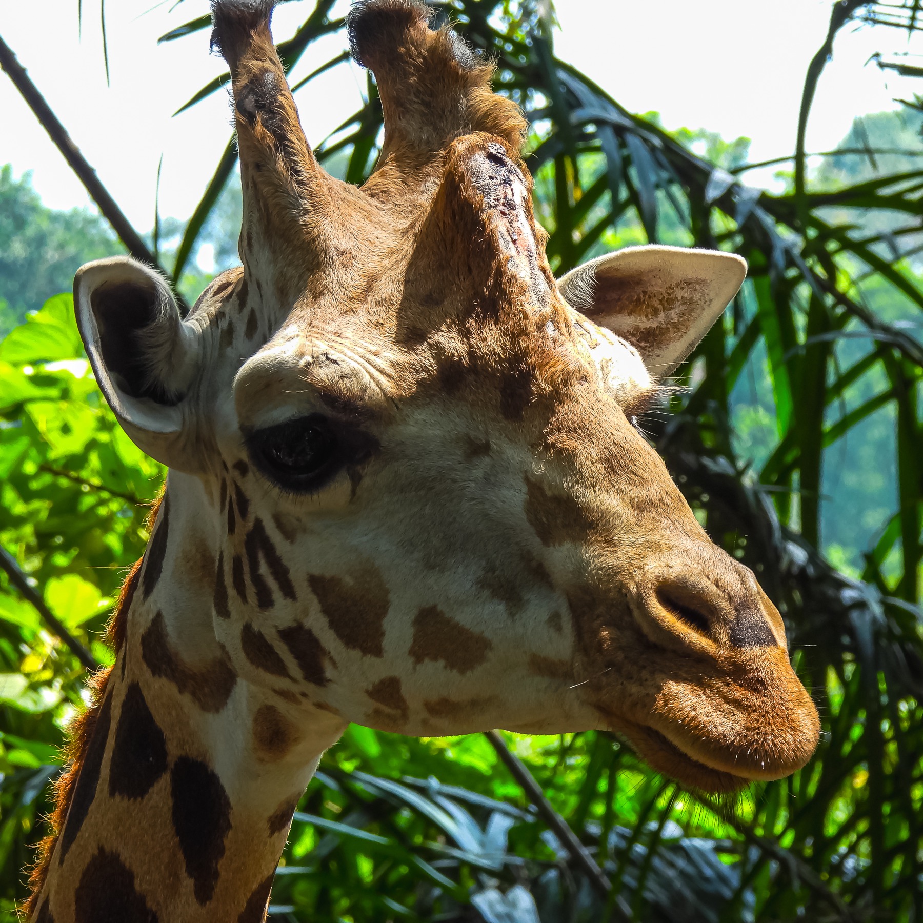 Giraffe (Giraffa camelopardalis)