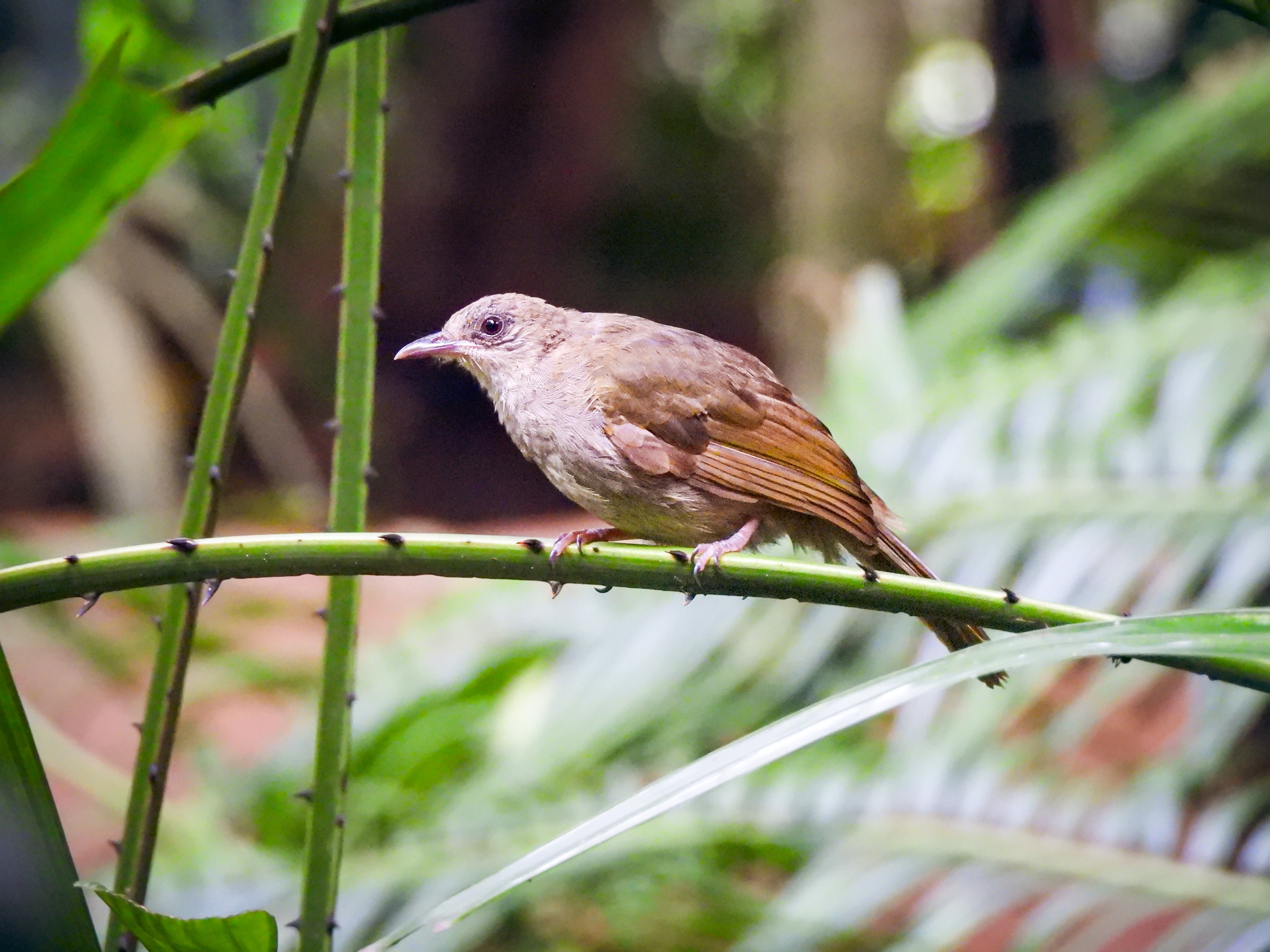 Grasshopper warbler (Locustella sp.)