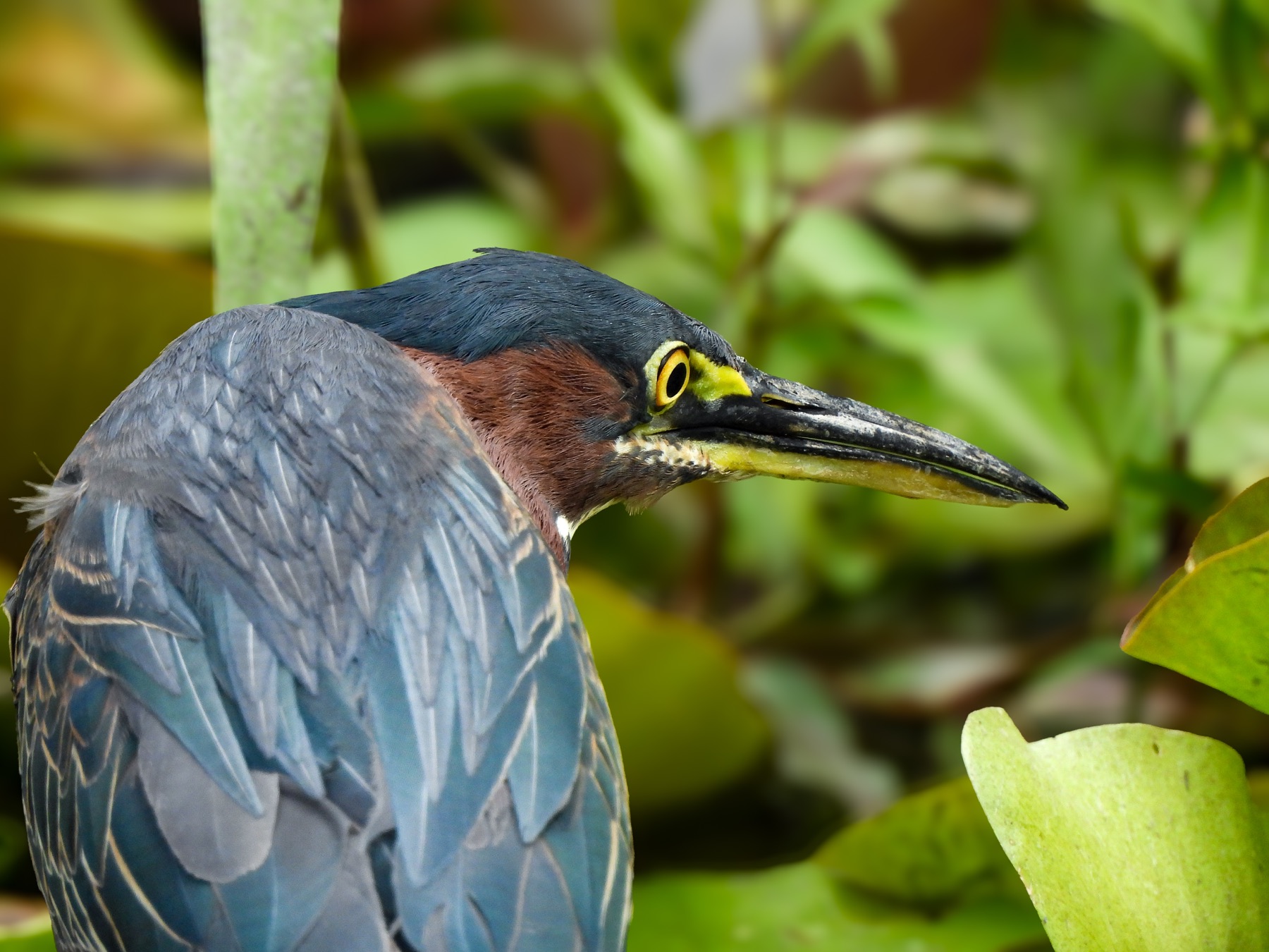 Green heron (Butorides virescens)