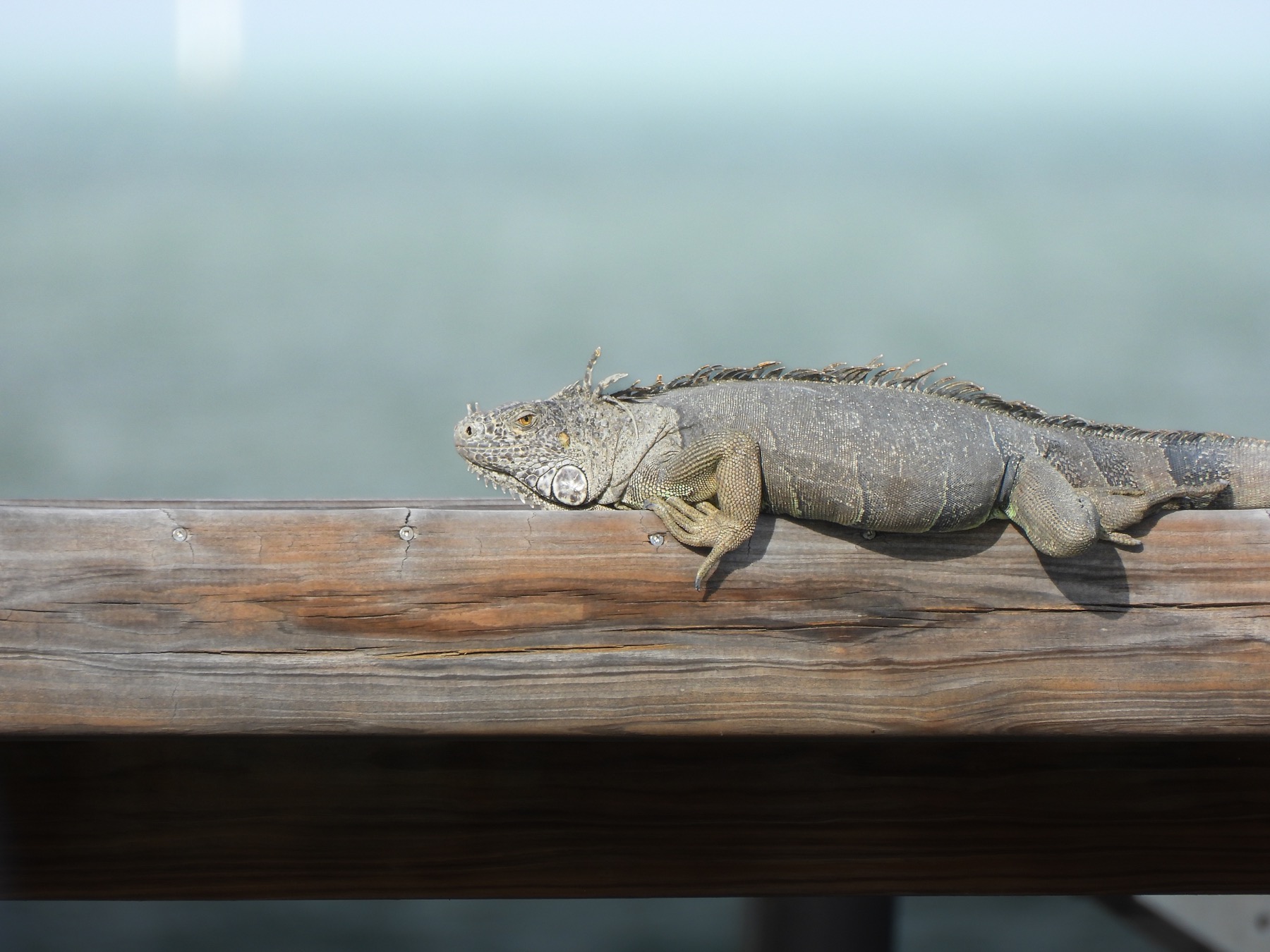Green iguana (Iguana iguana)