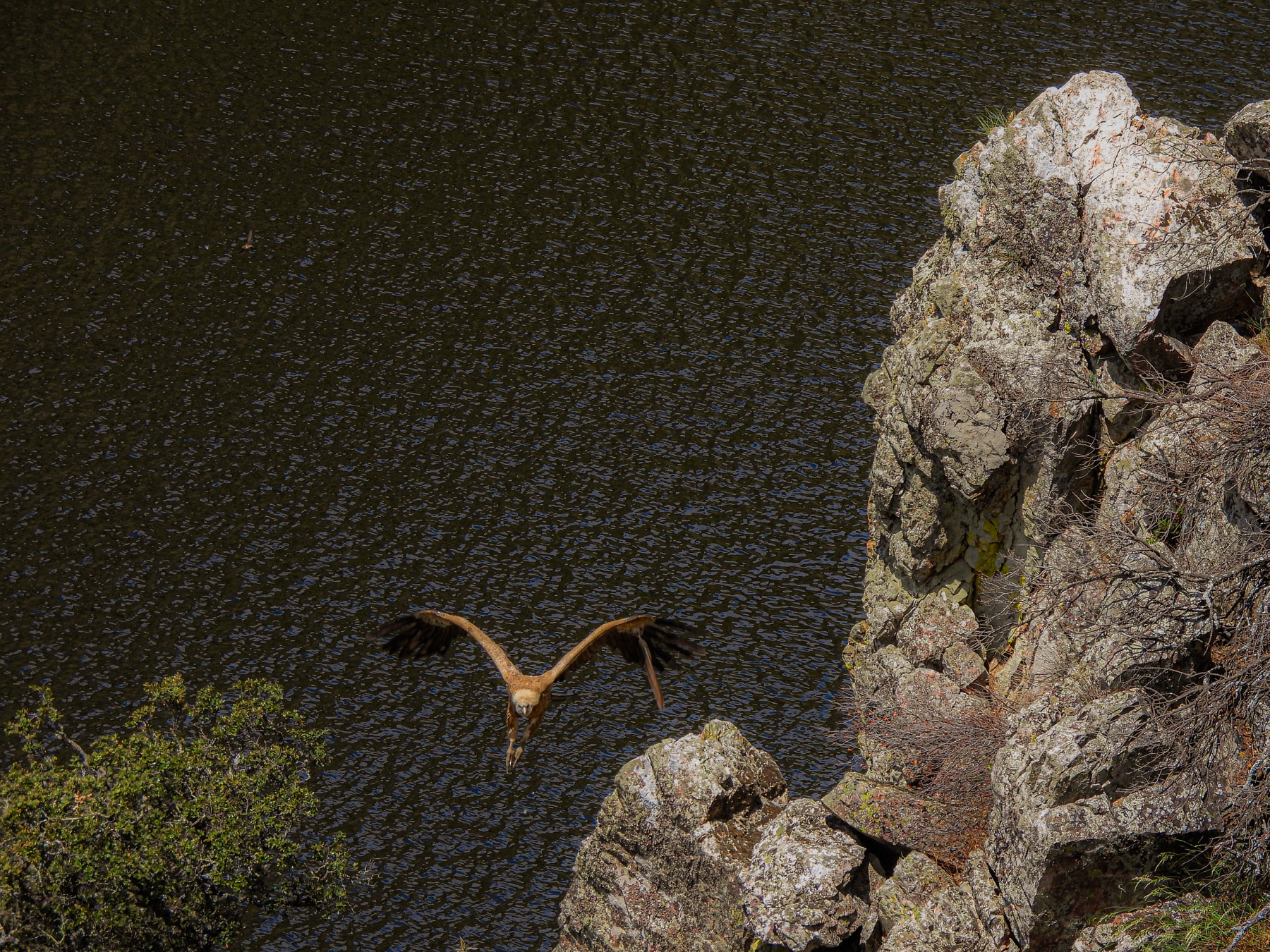 Griffon vulture (Gyps fulvus)