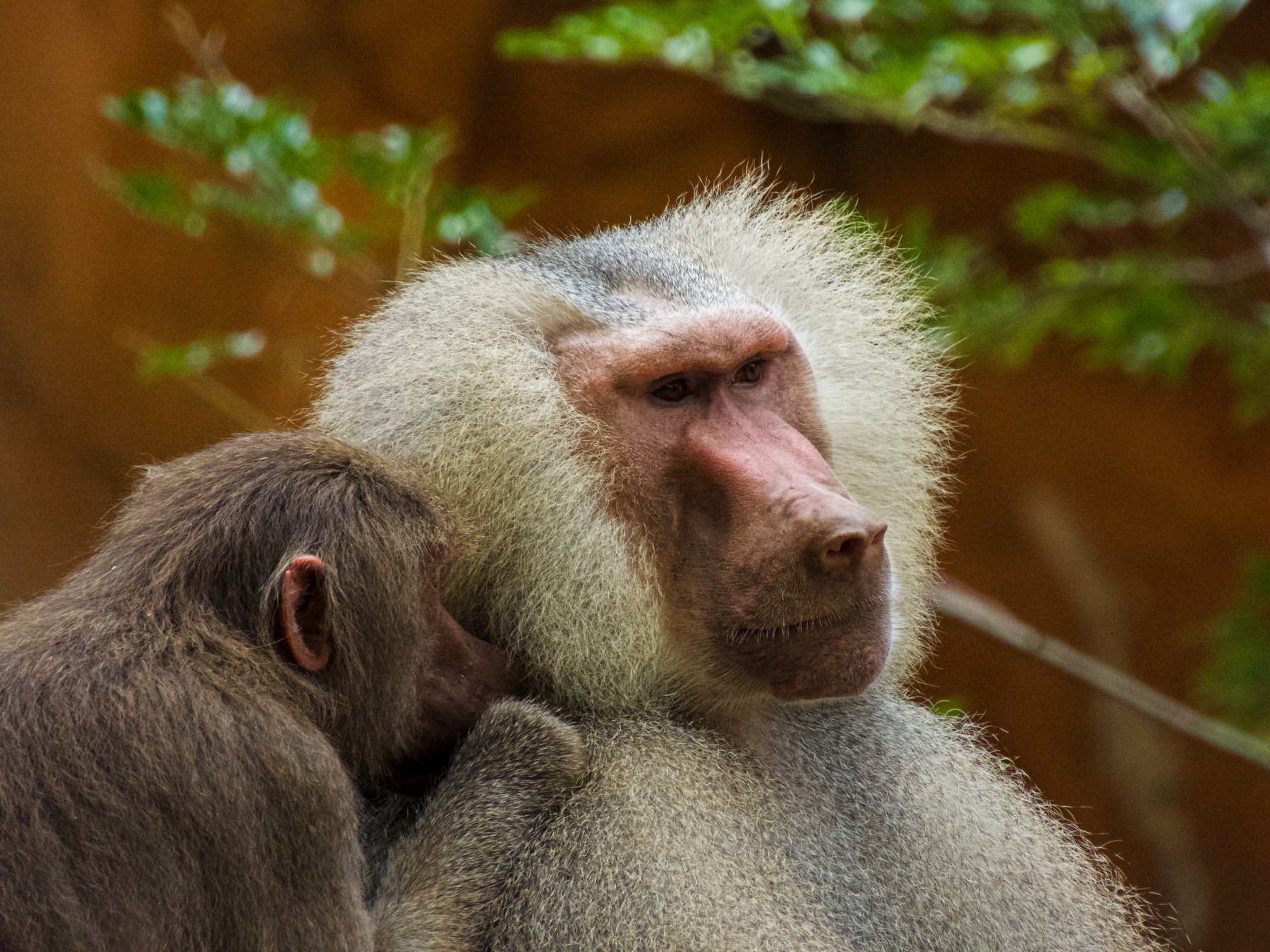 Hamadryas baboon (Papio hamadryas)