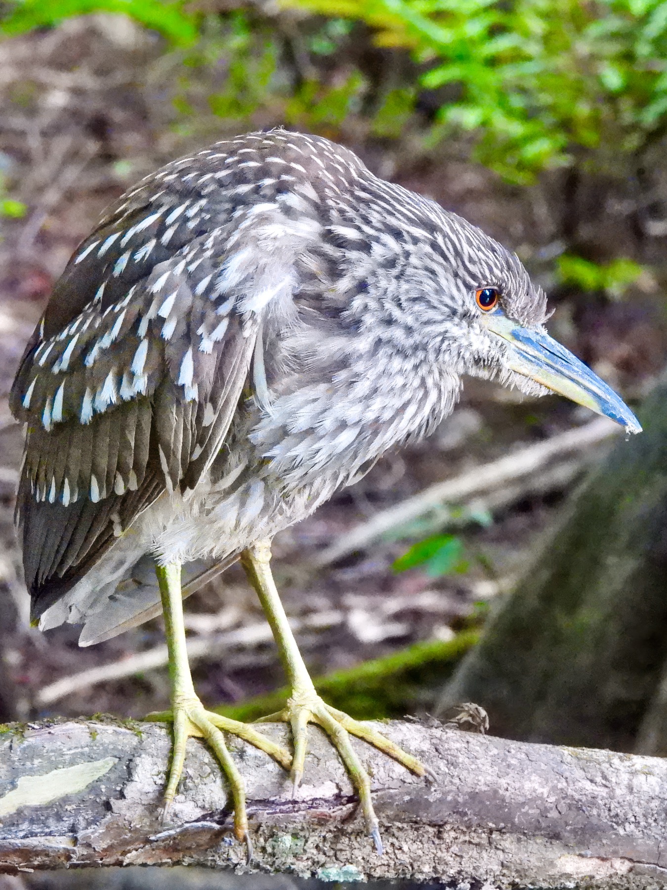 Yellow-crowned night heron (Nyctanassa violacea)