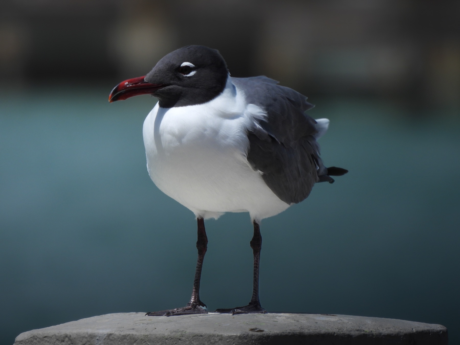 Laughing gull (Leucophaeus atricilla)