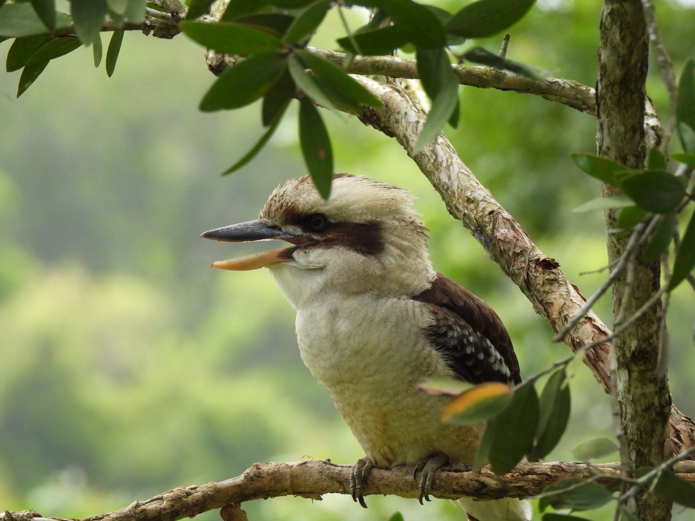 Laughing kookaburra (Dacelo novaeguineae)