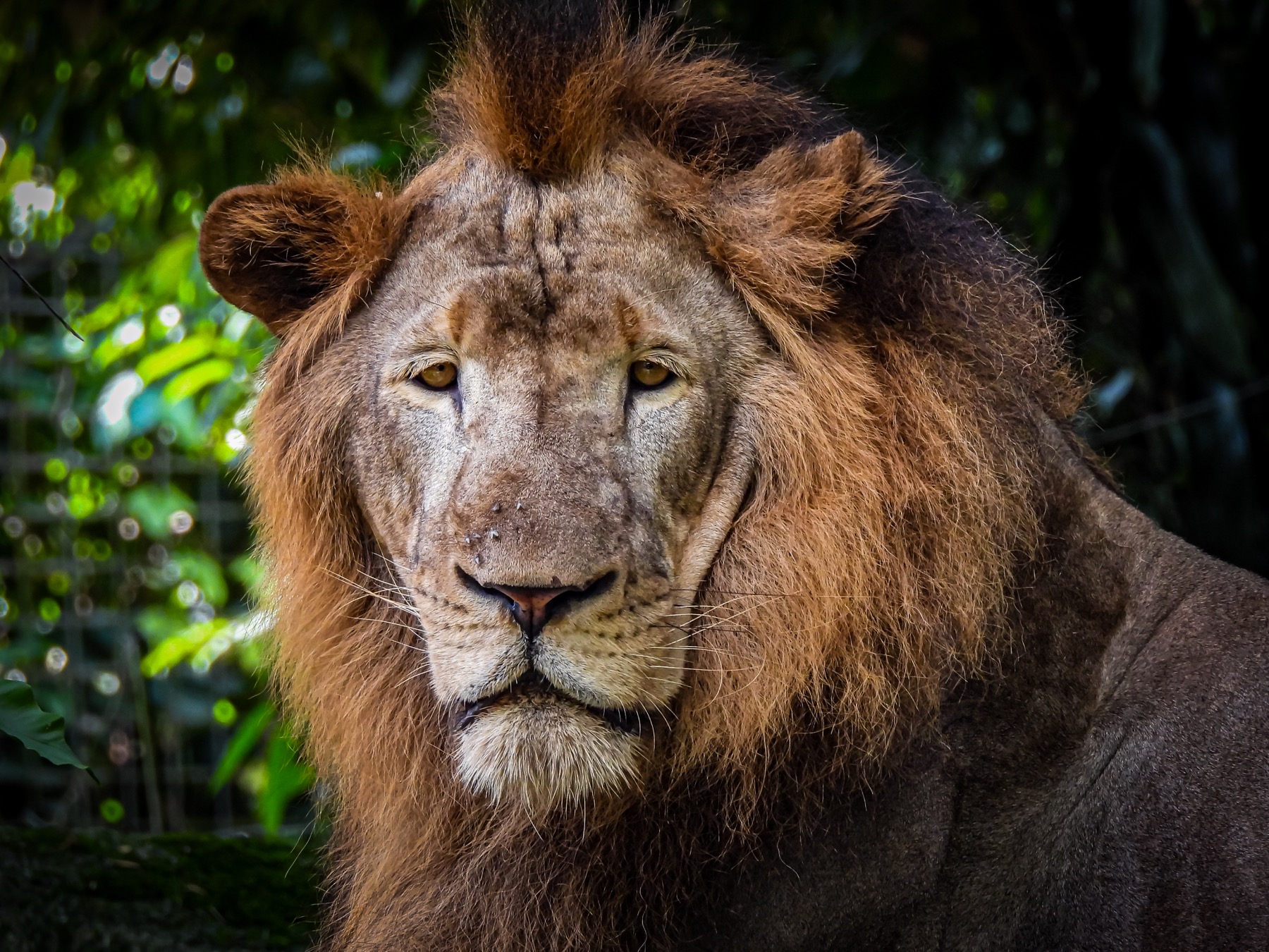 Lion (Panthera leo)