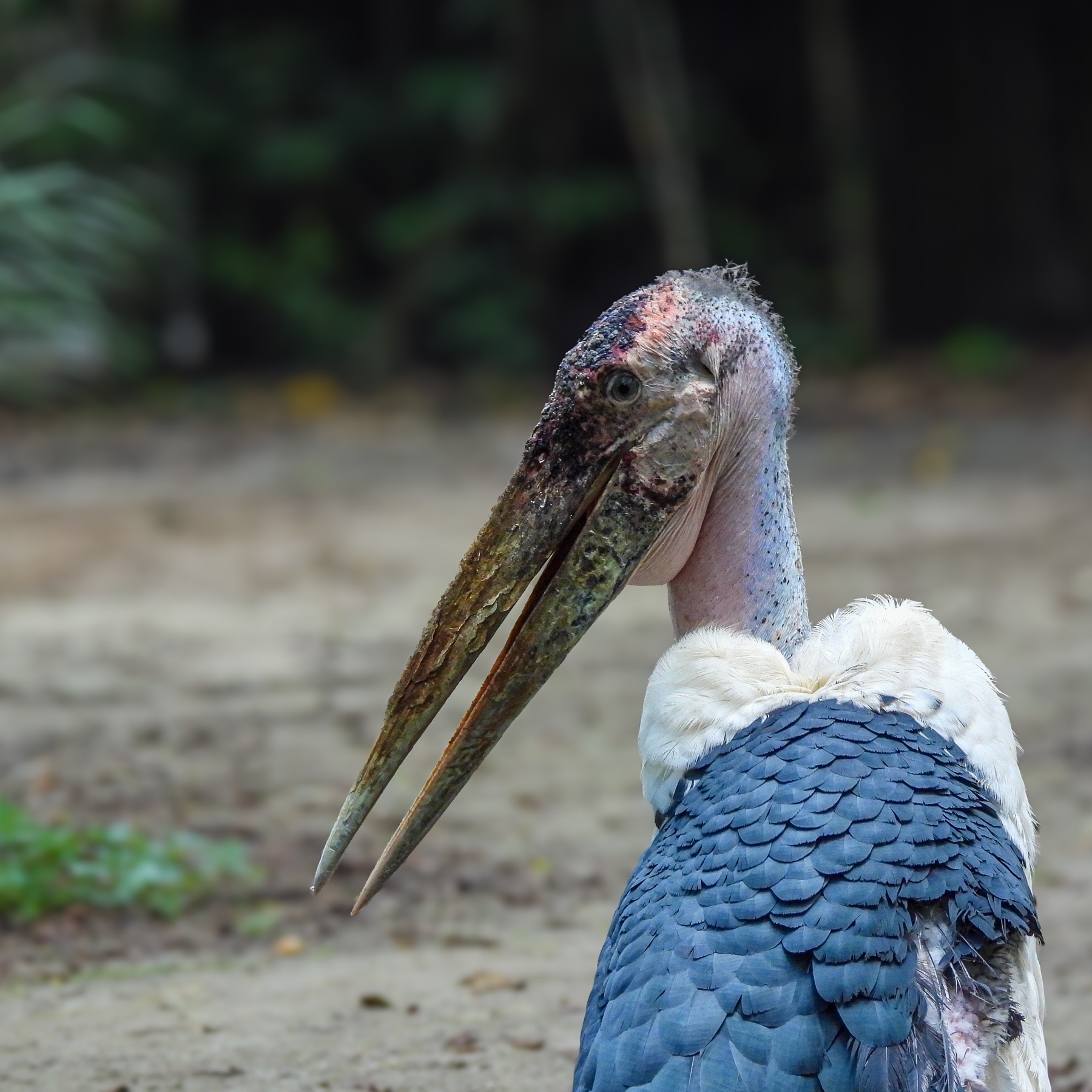 Marabou stork (Leptoptilos crumenifer)