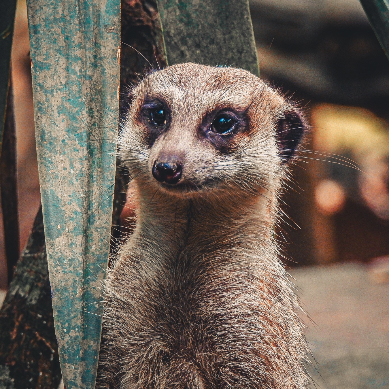 Meerkat (Suricata suricatta)