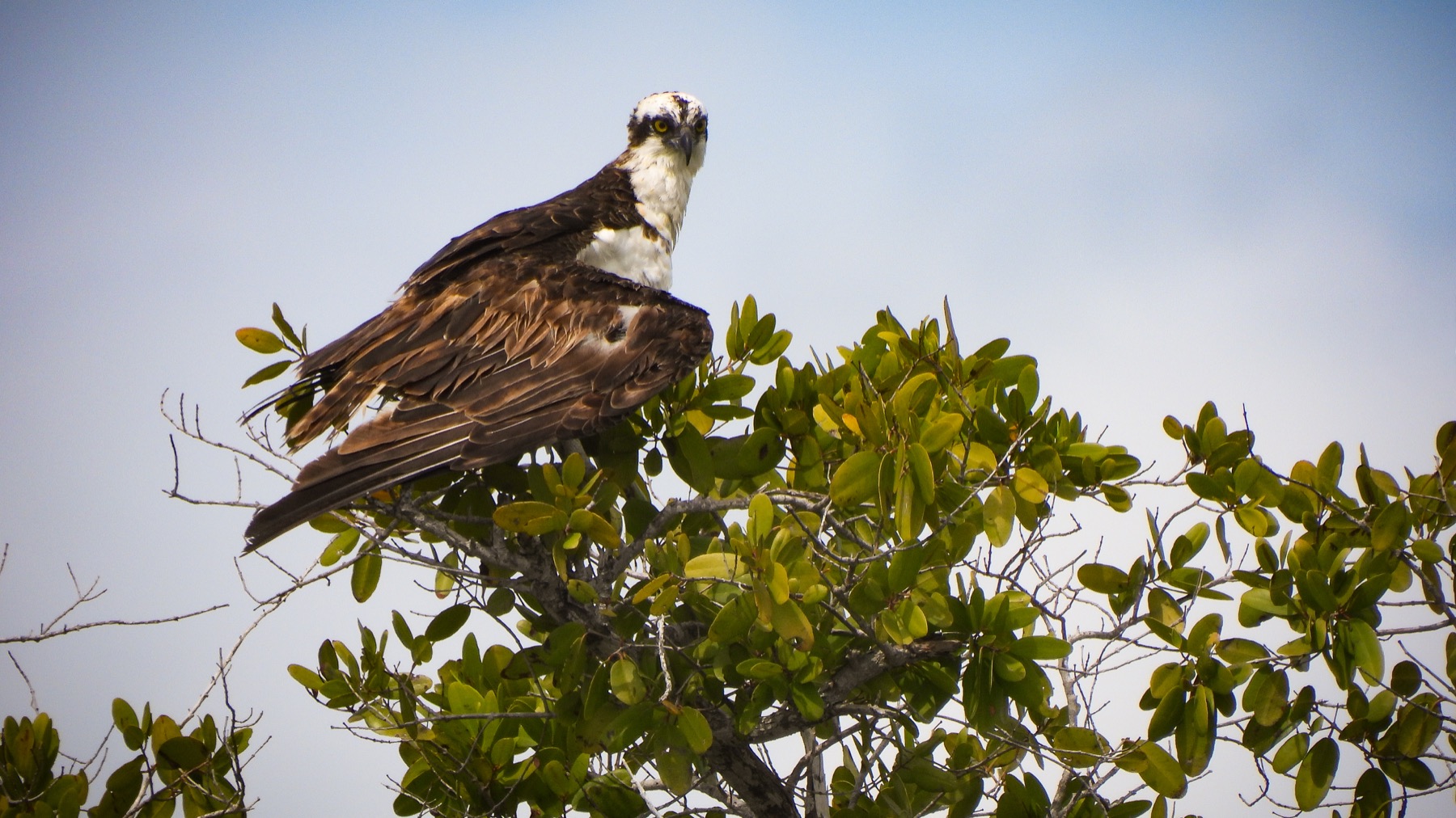 Osprey (Pandion haliaetus)