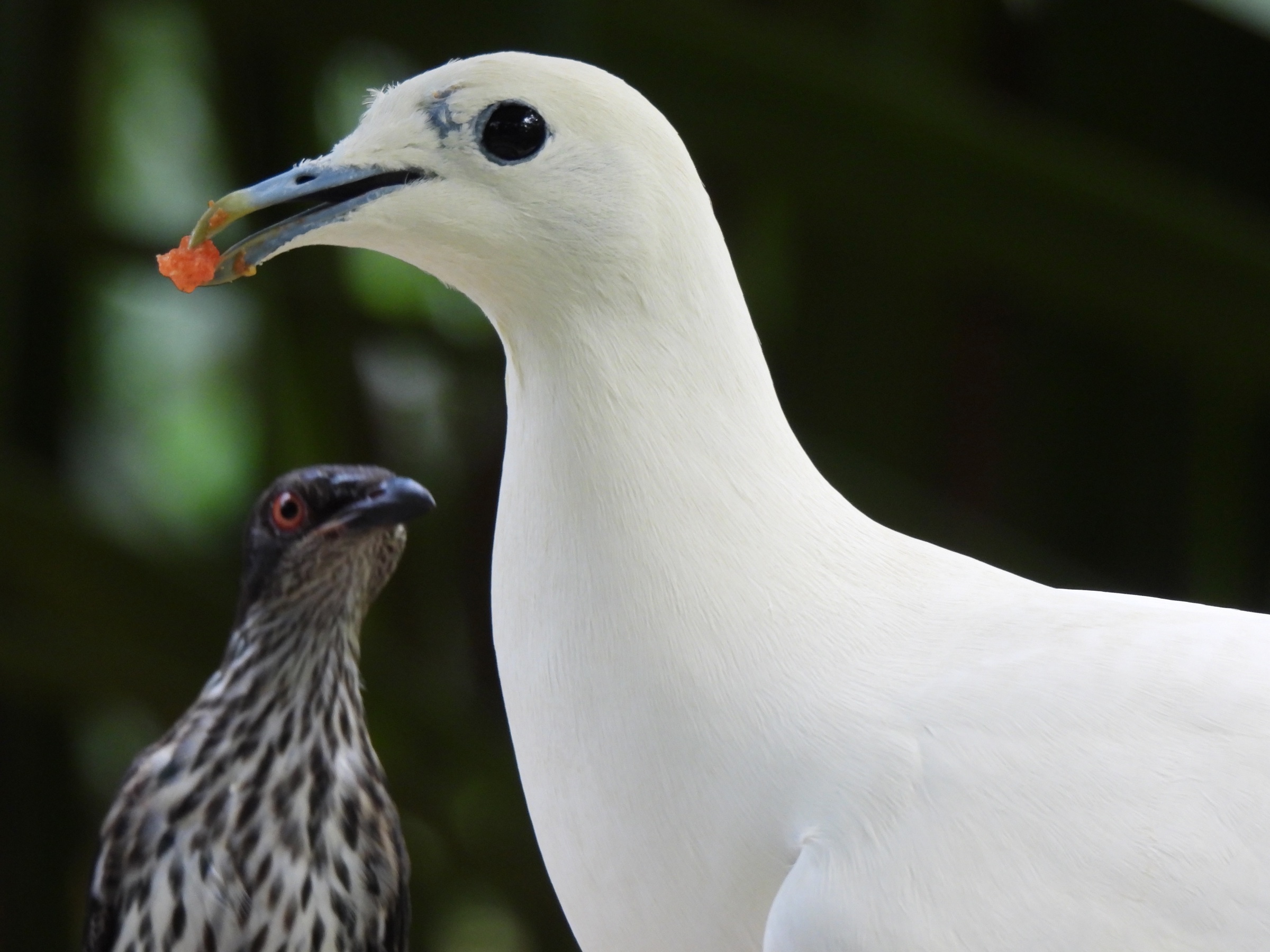 Pied imperial pigeon (Ducula bicolor)