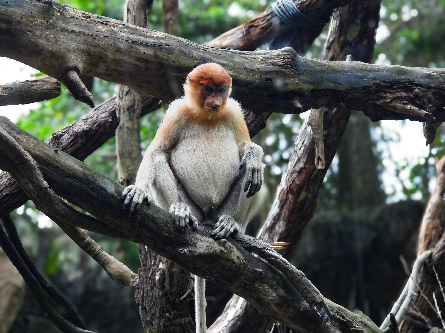 Proboscis monkey (Nasalis larvatus)