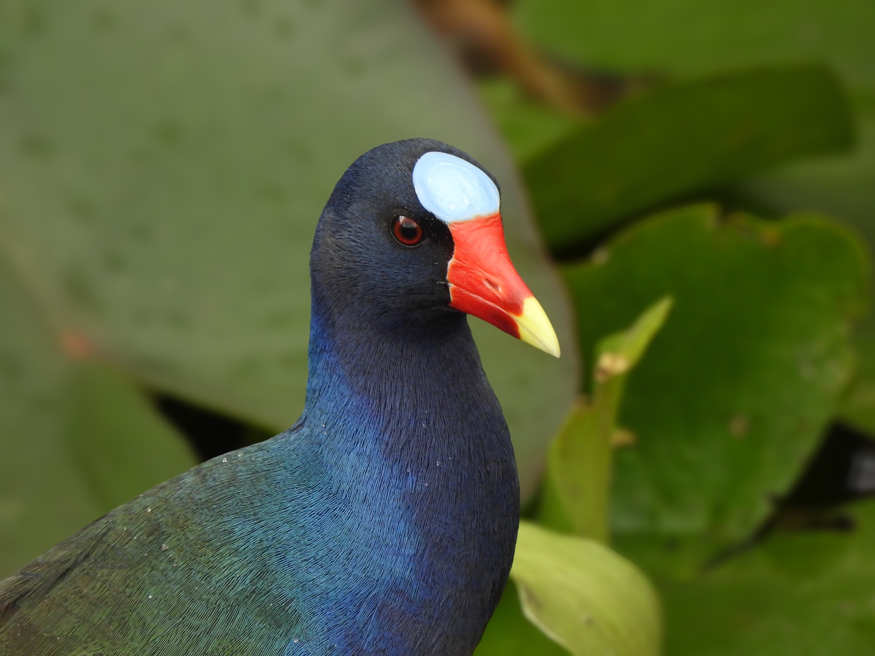 Purple gallinule (Porphyrio martinica)