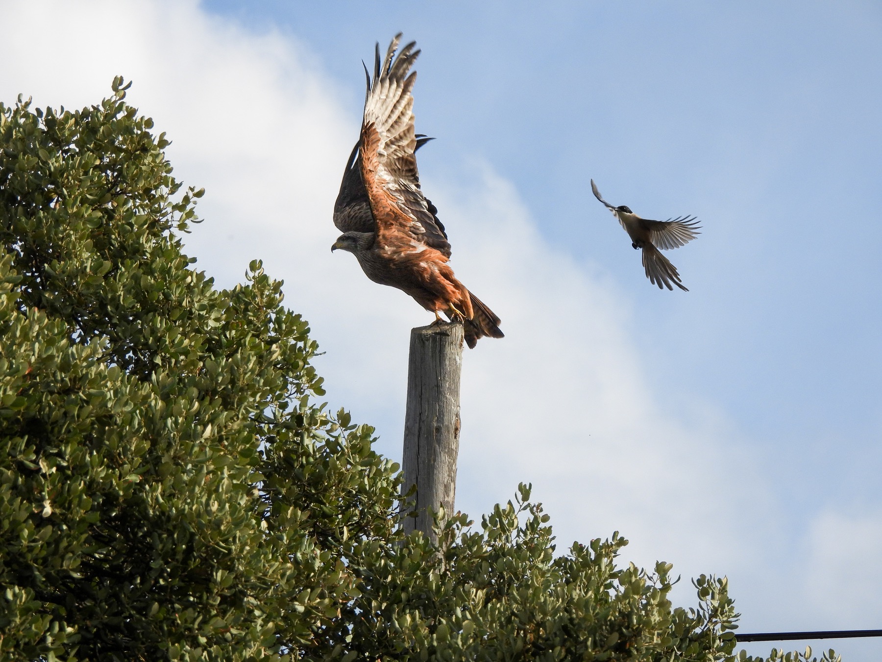 Red kite (Milvus milvus)