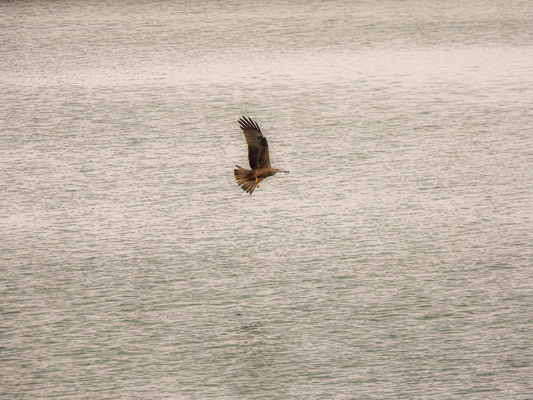 Red kite (Milvus milvus)