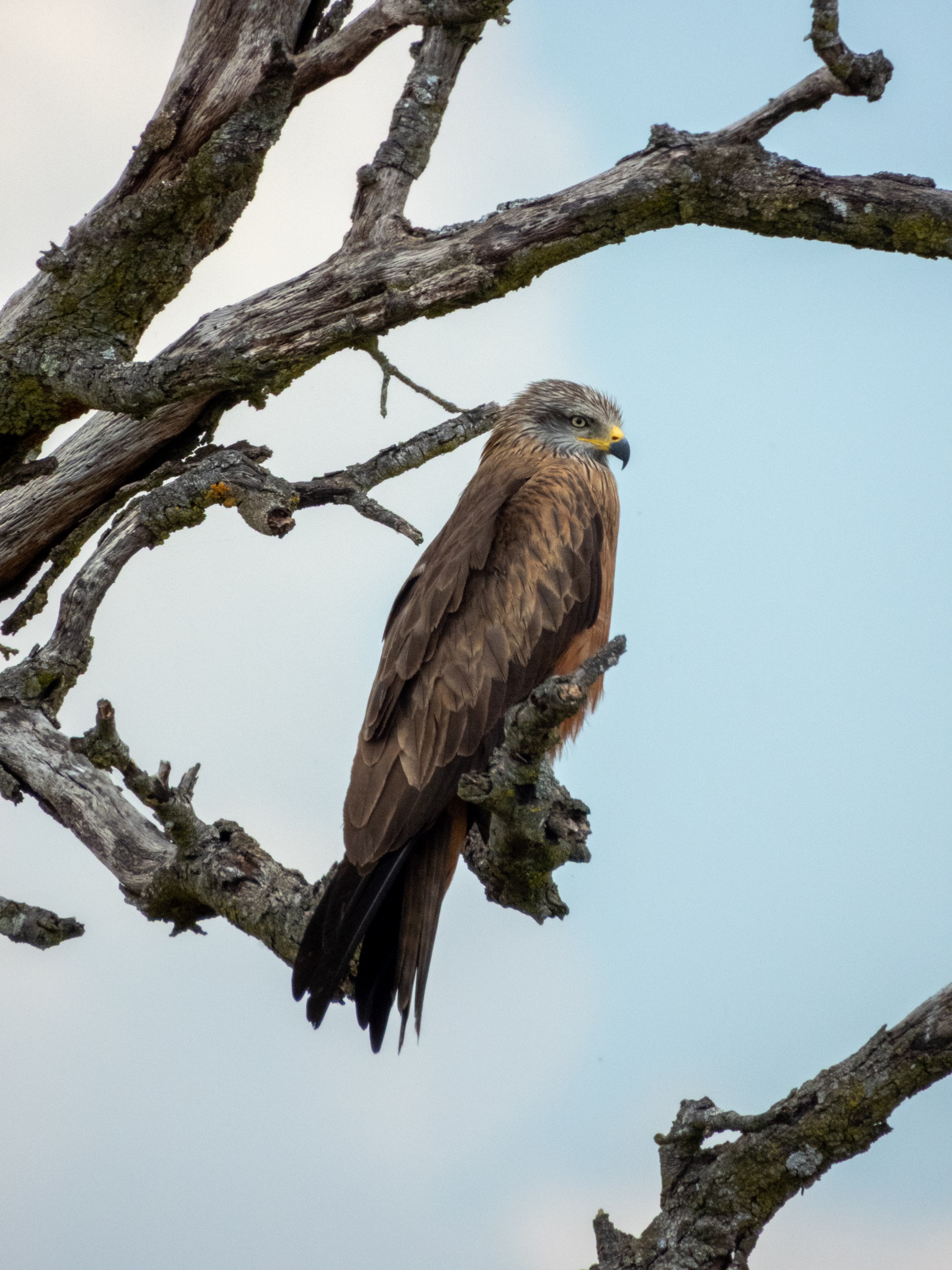 Red kite (Milvus milvus)