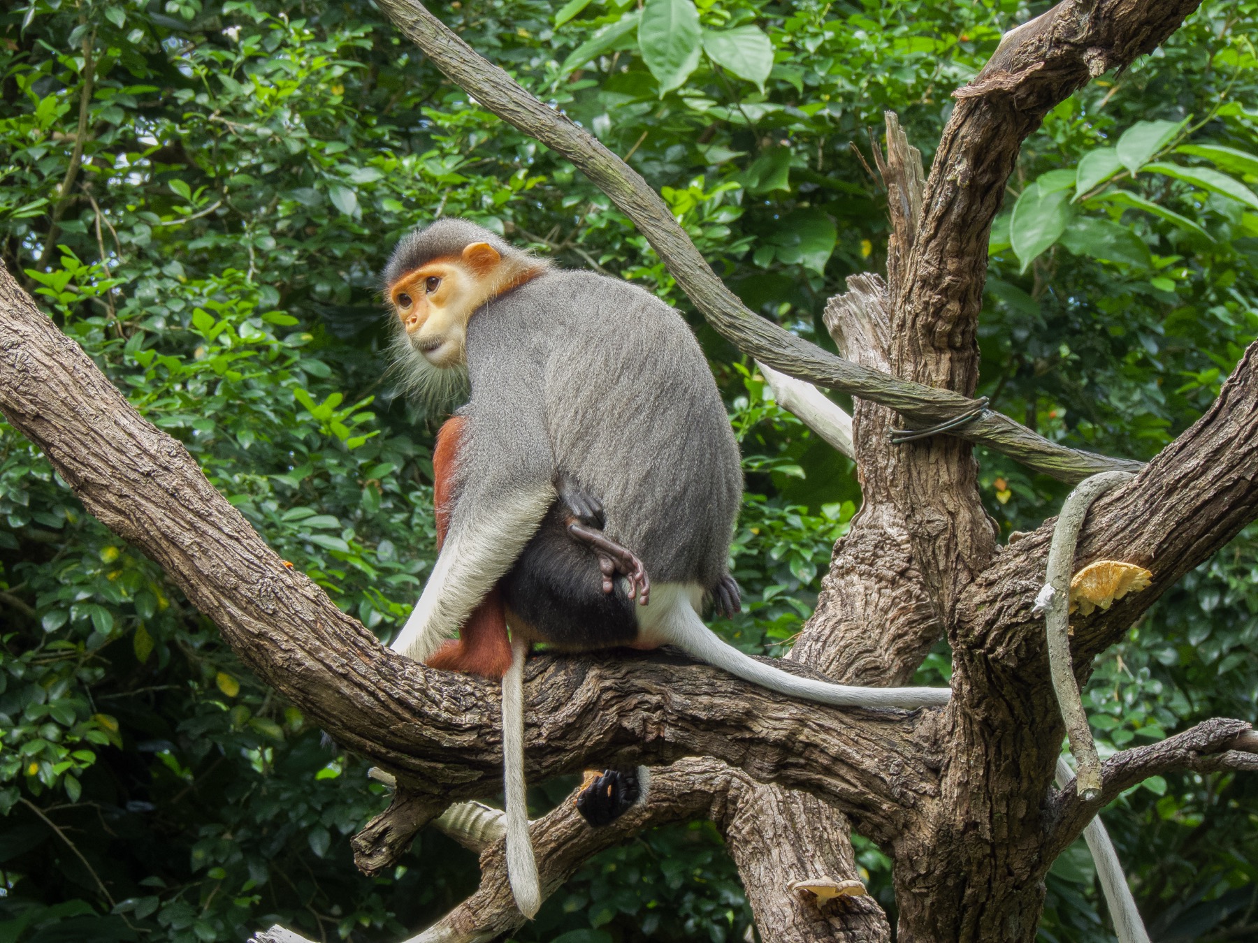 Red-shanked douc (Pygathrix nemaeus)