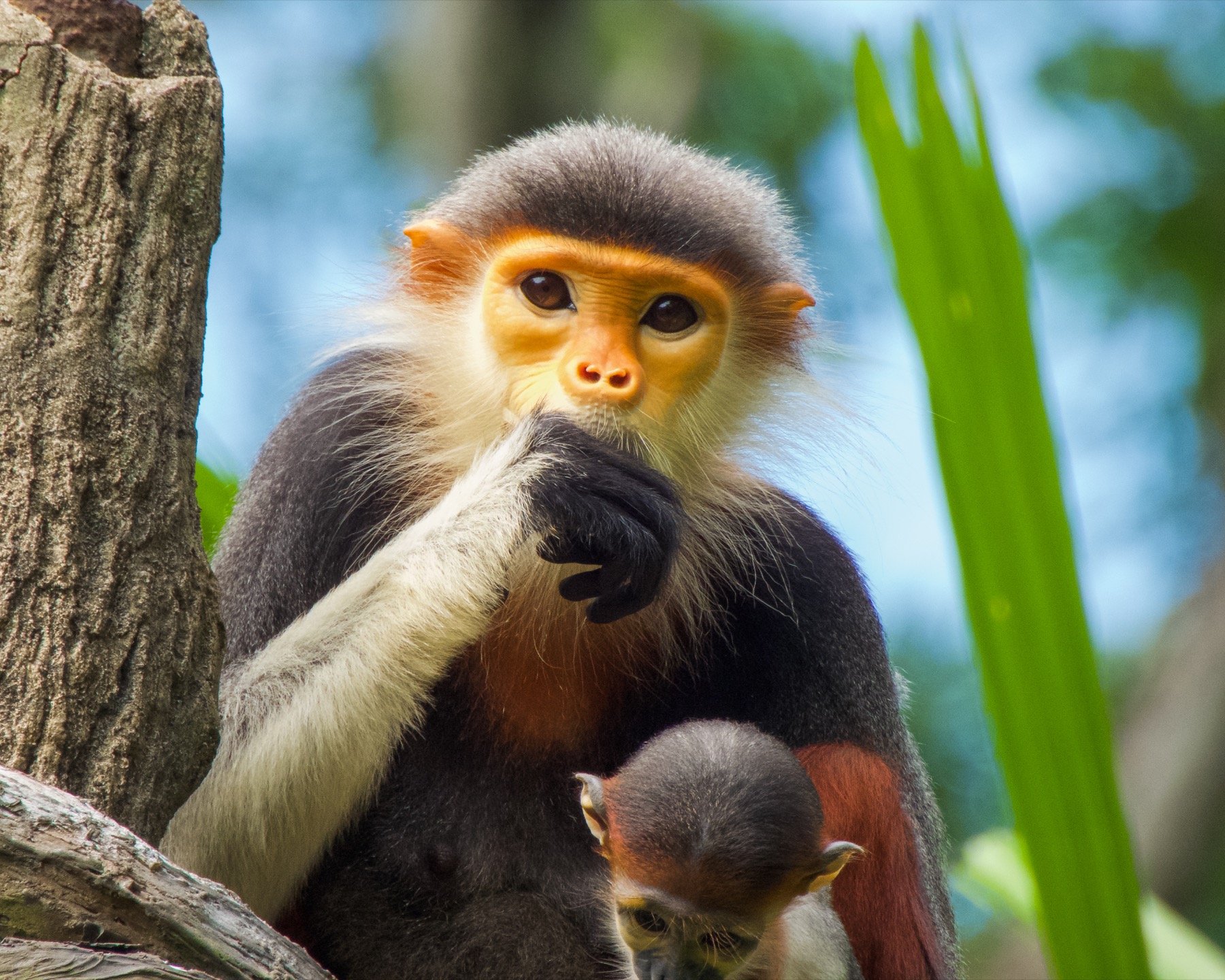 Red-shanked douc (Pygathrix nemaeus)