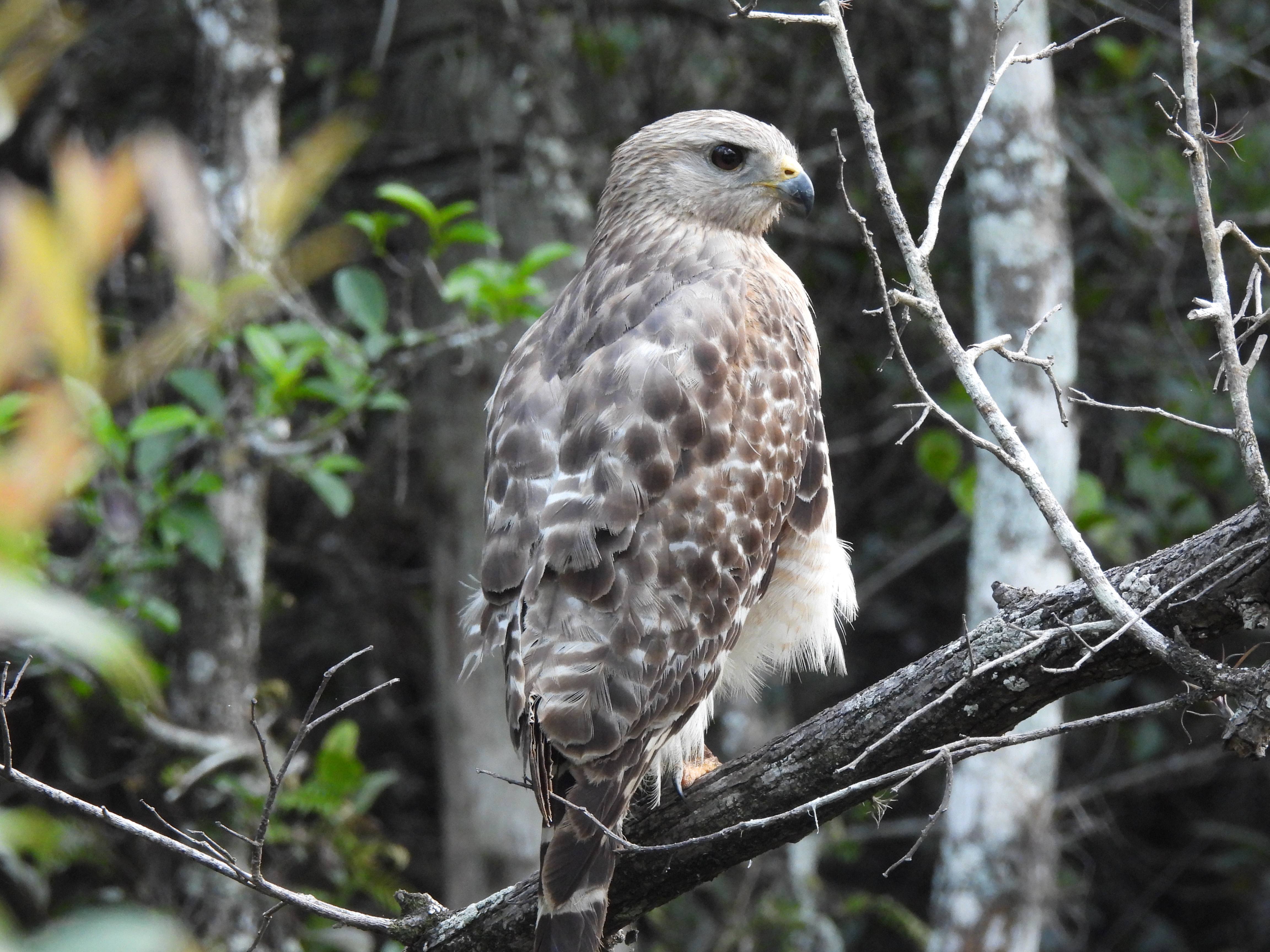 Red-shouldered hawk (Buteo lineatus)