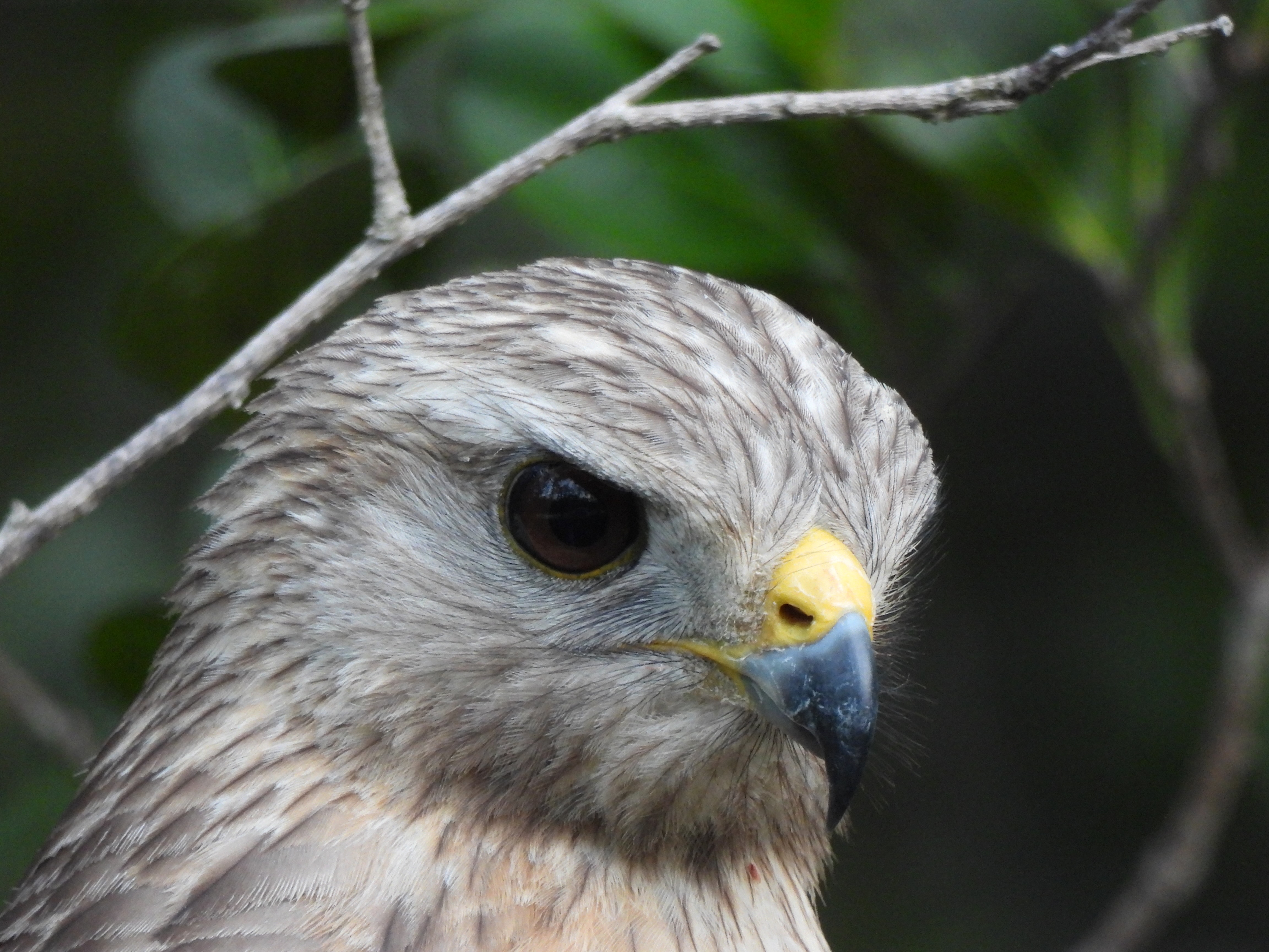 Red-shouldered hawk (Buteo lineatus)