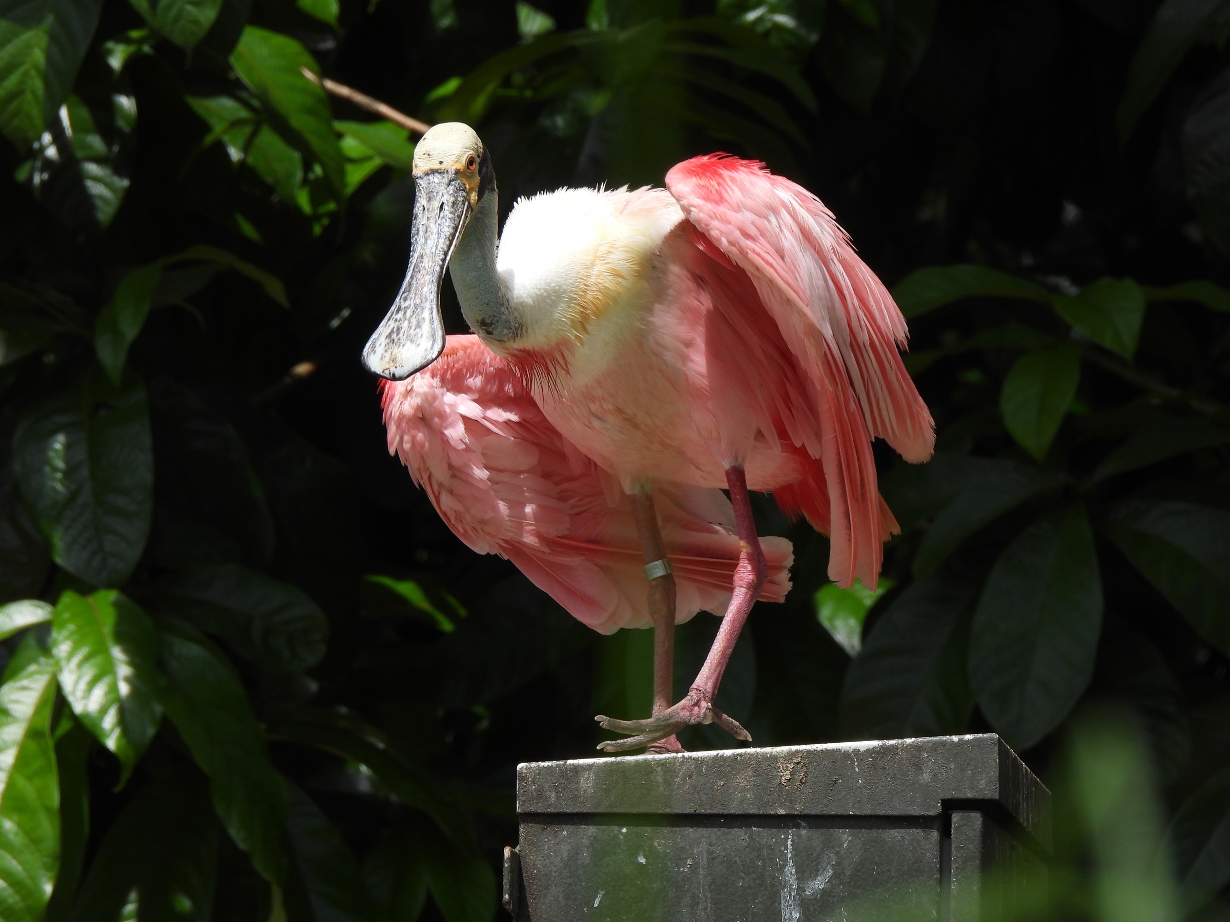 Roseate spoonbill (Platalea ajaja)