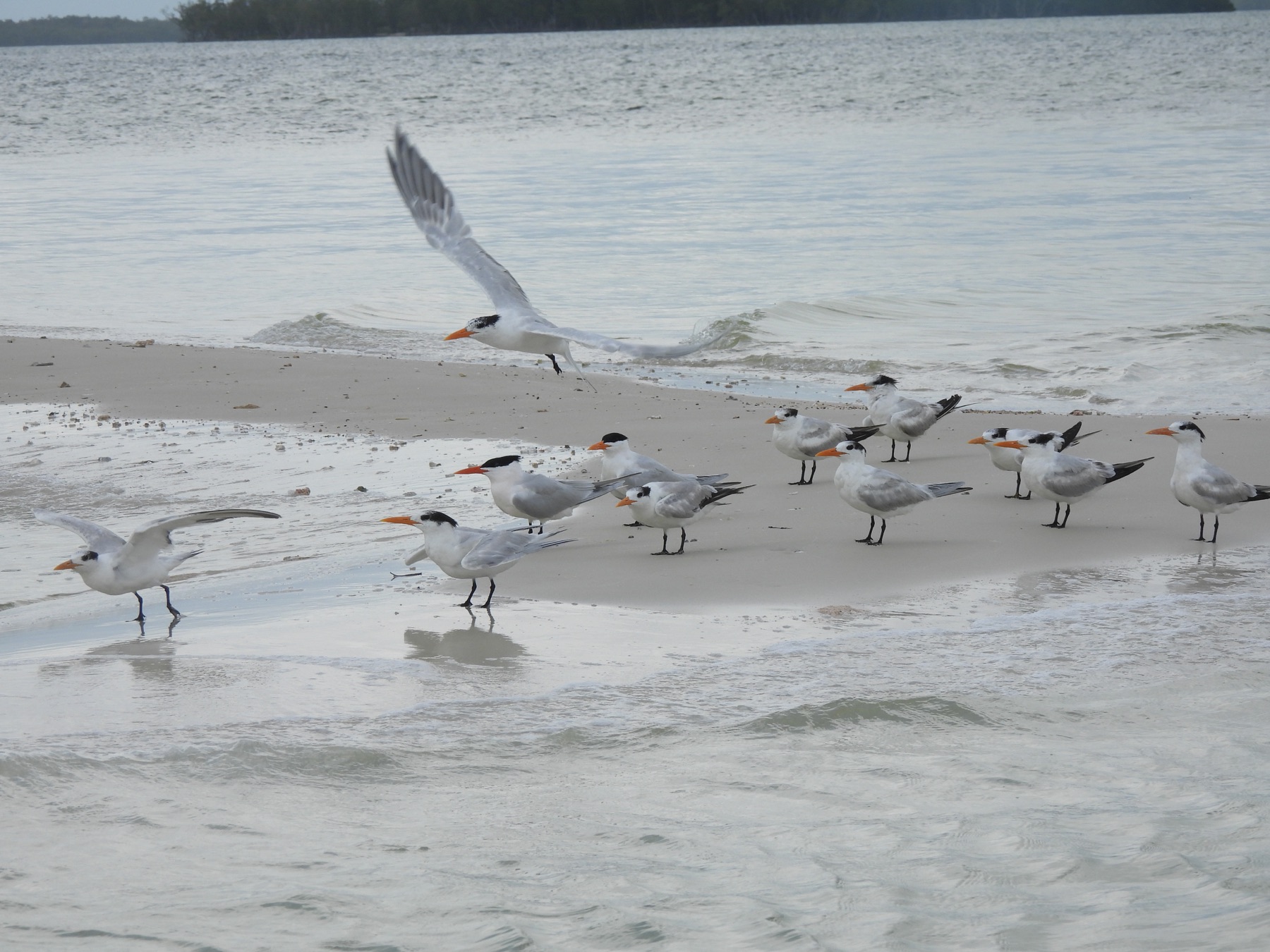 Royal tern (Thalasseus maximus)