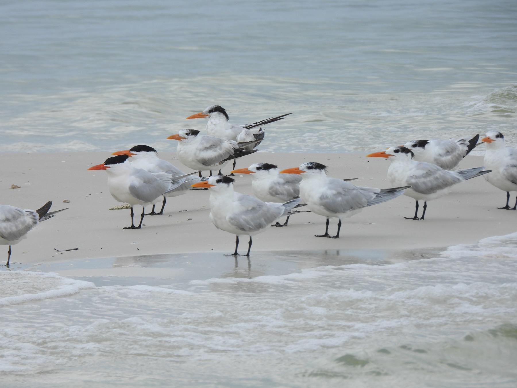 Royal tern (Thalasseus maximus)