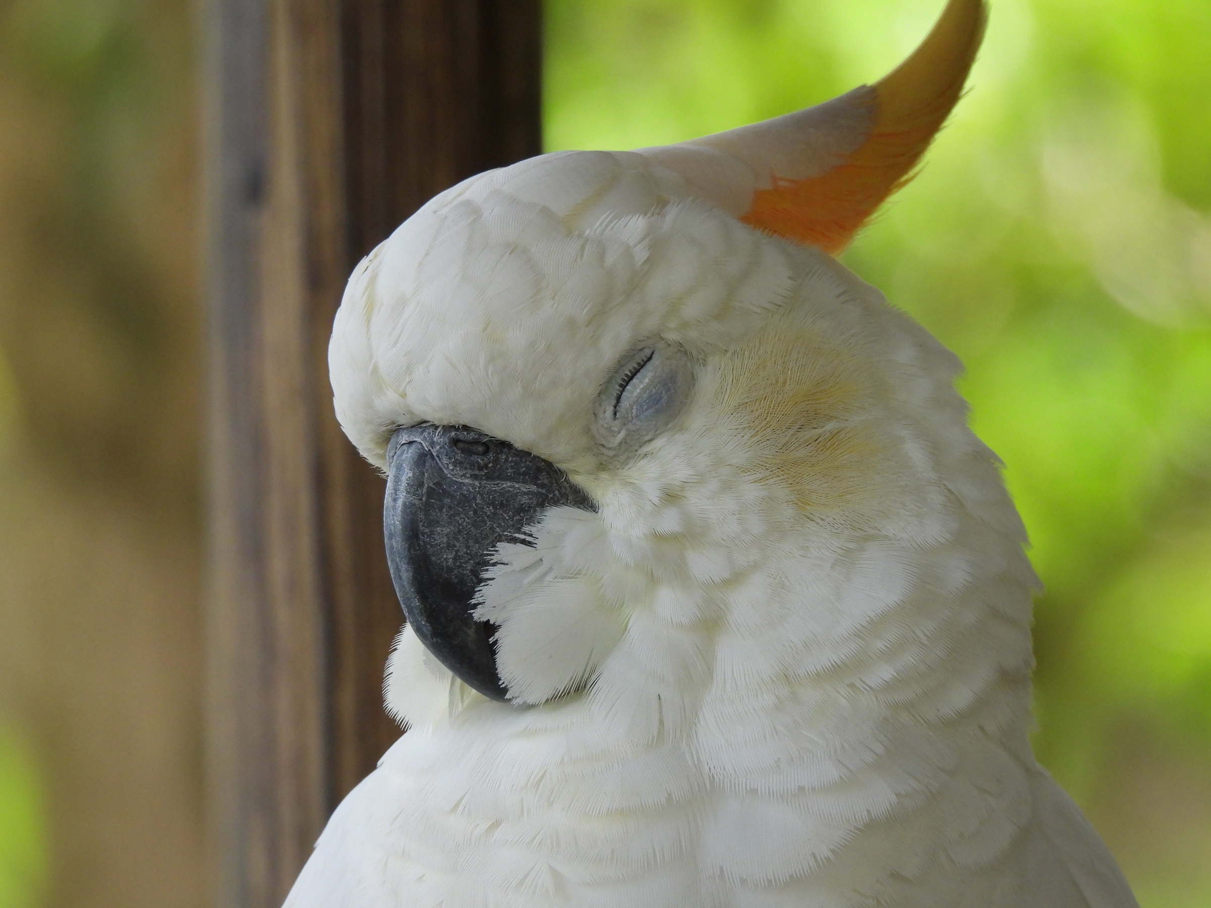 Sulphur-crested cockatoo (Cacatua galerita)