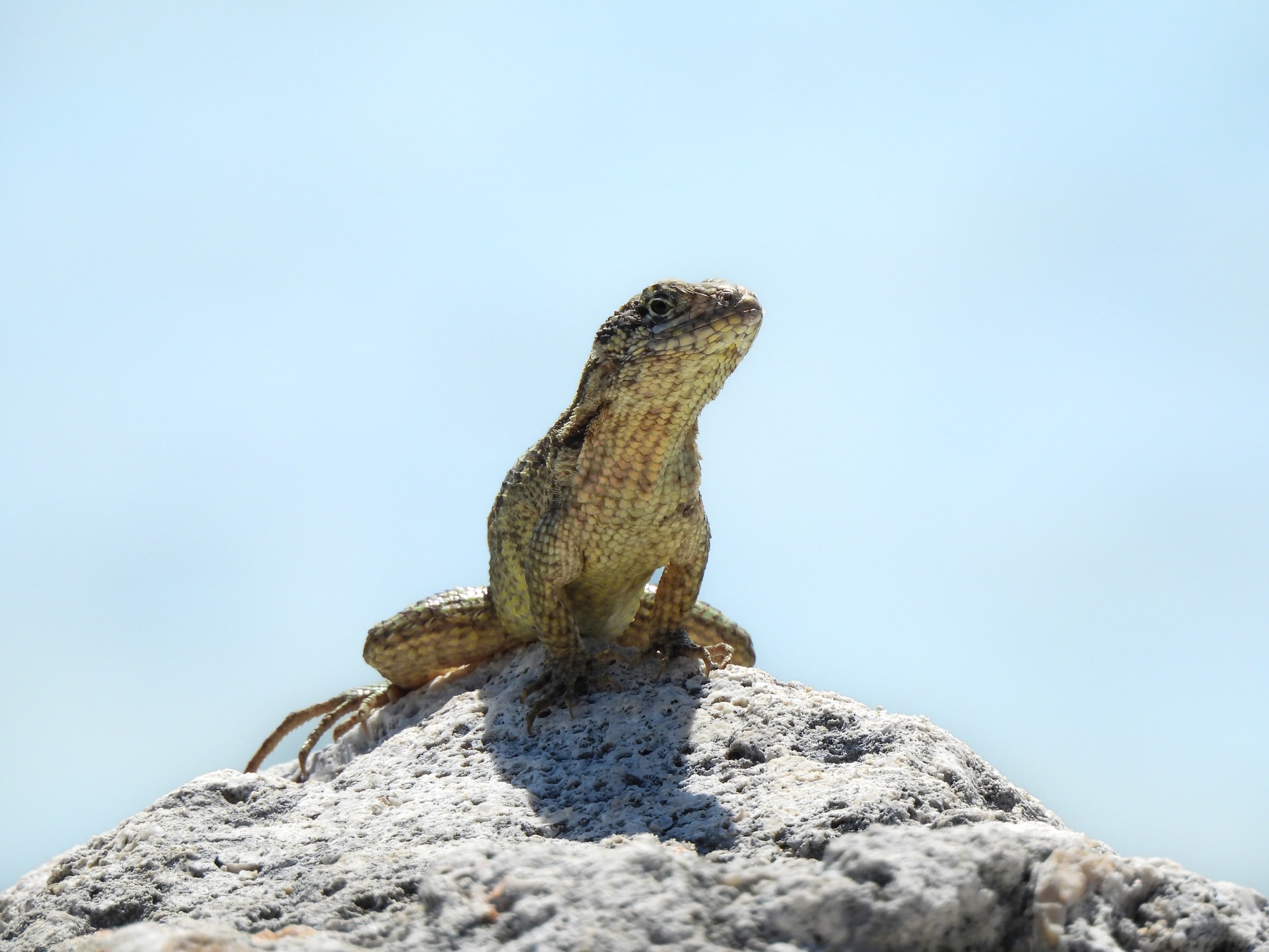 Rock lizard (Lacertilia sp.)