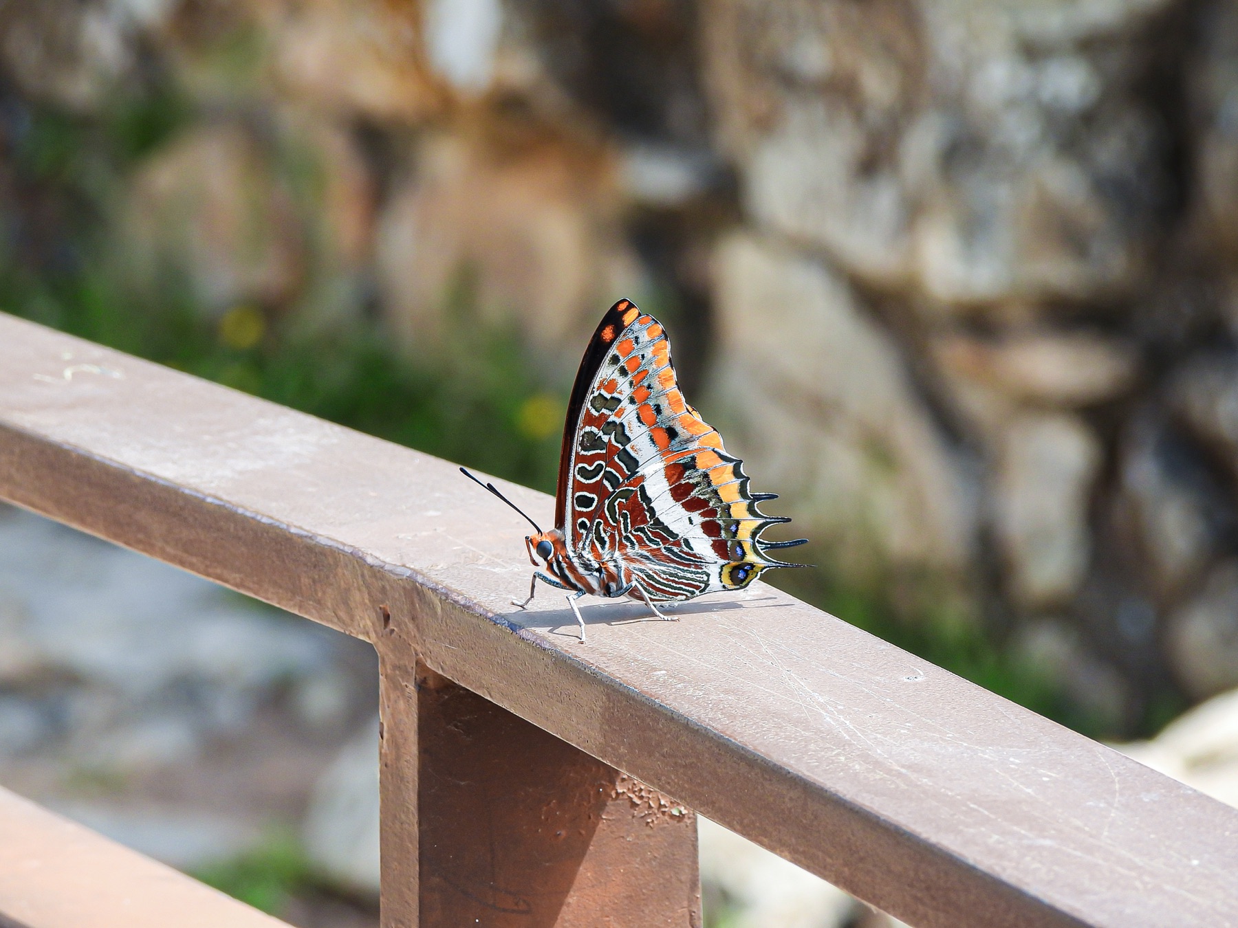 Two-tailed pasha (Charaxes jasius)