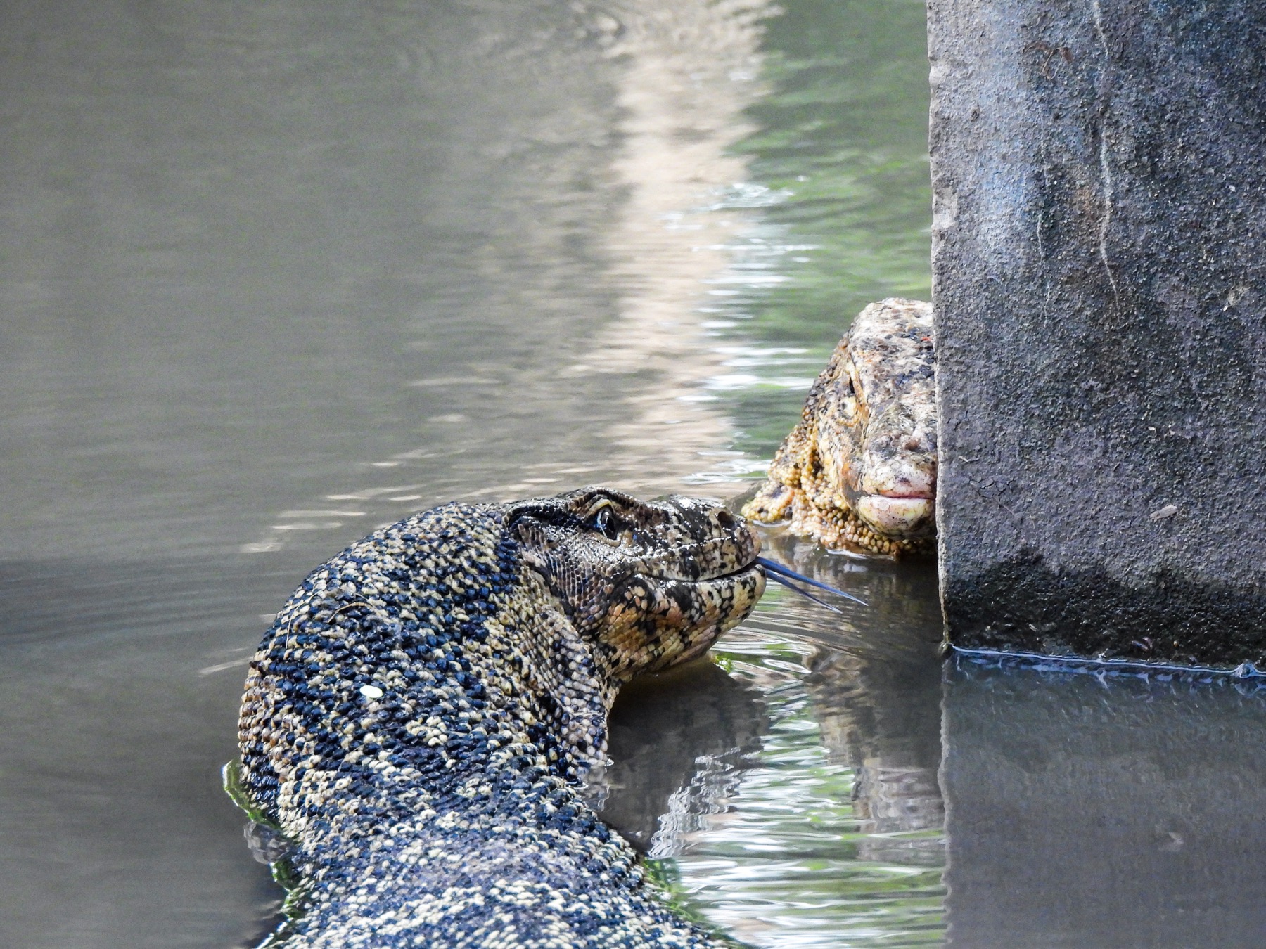 Asian water monitor (Varanus salvator)