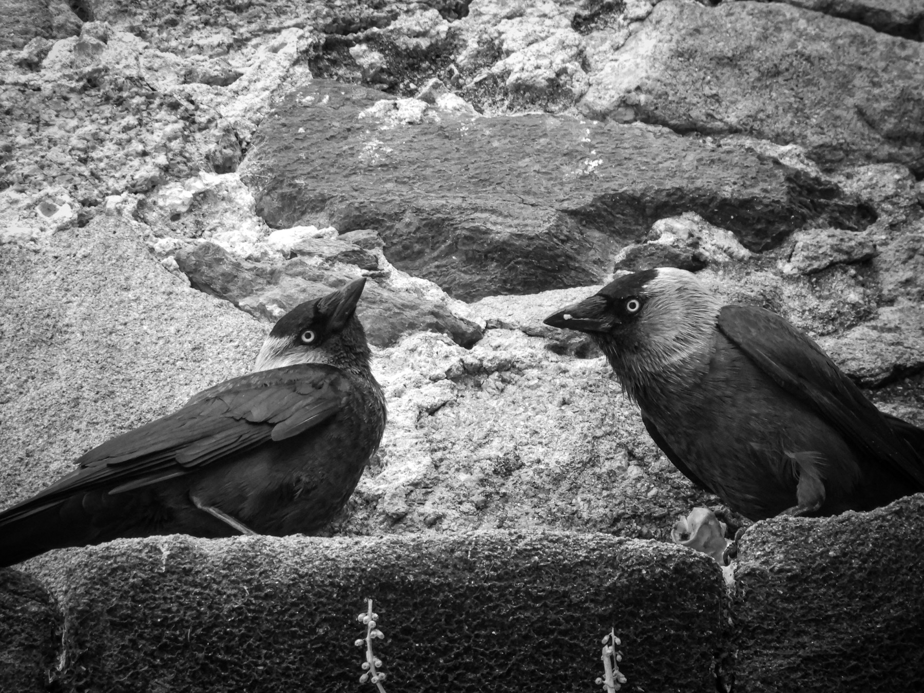 Western jackdaw (Coloeus monedula)